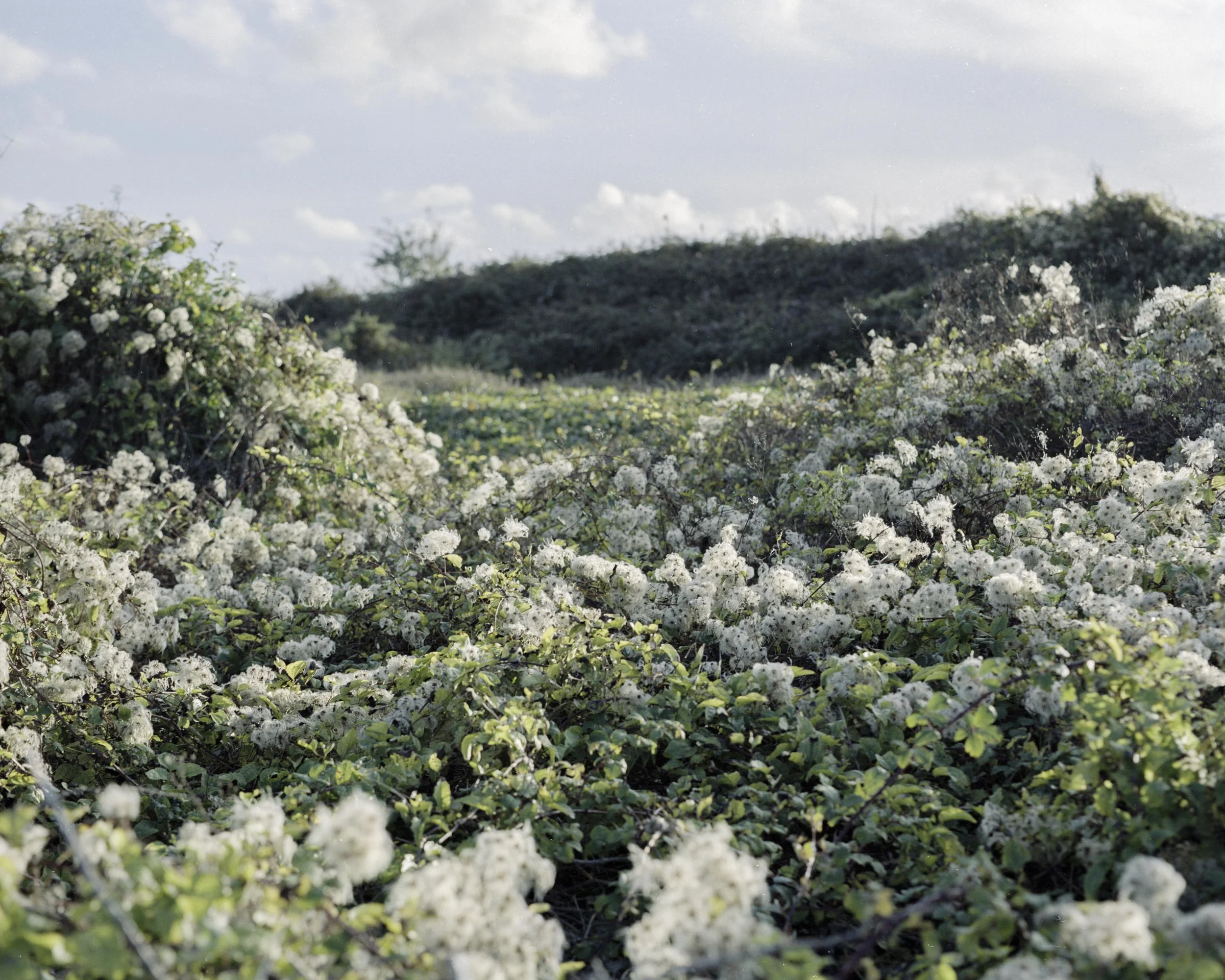 A field of white flowering plants under a partly cloudy sky with a hill in the background.