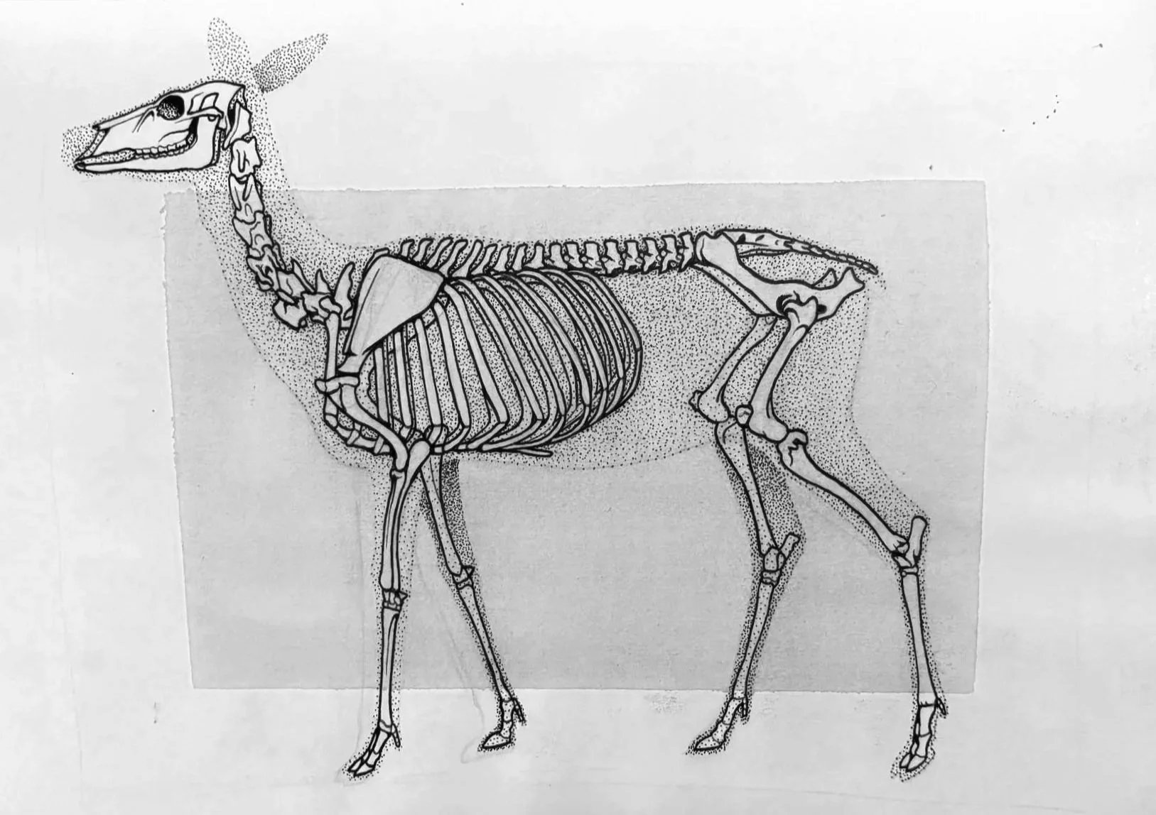 Black and white illustration of a deer skeleton,  with detailed skull, spinal column, ribs, and limb bones.