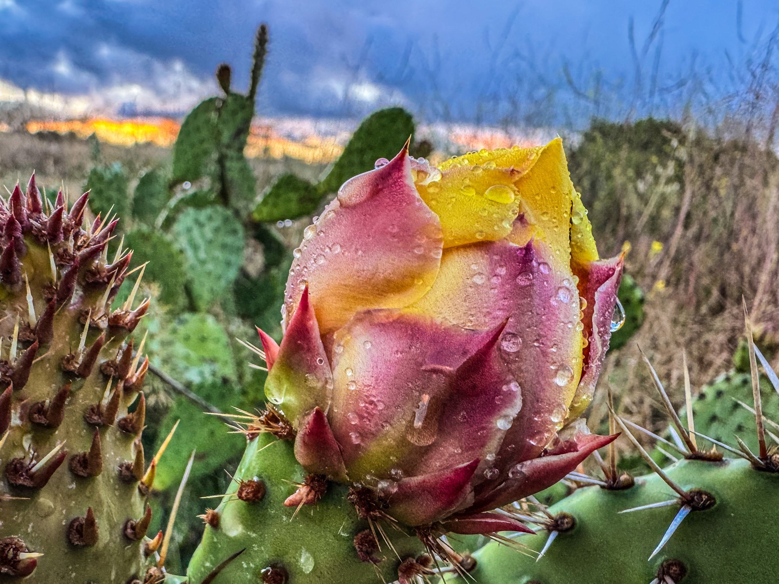 Bloom Through