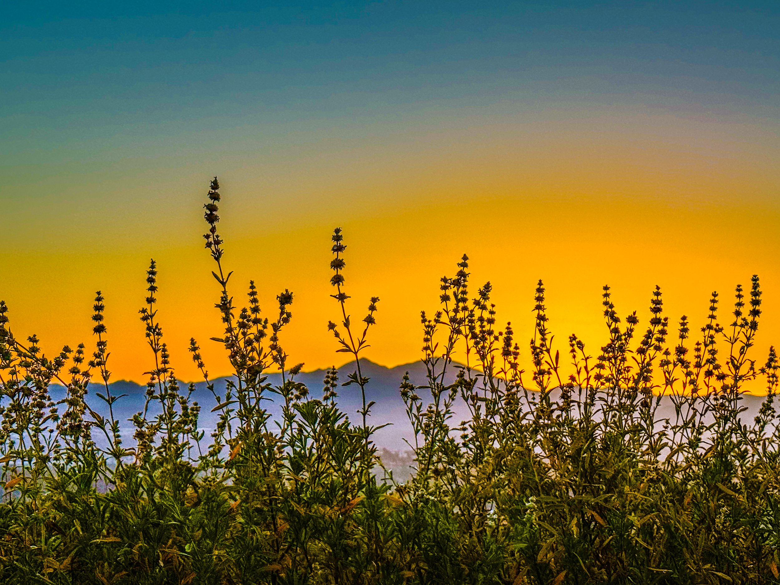 First Light