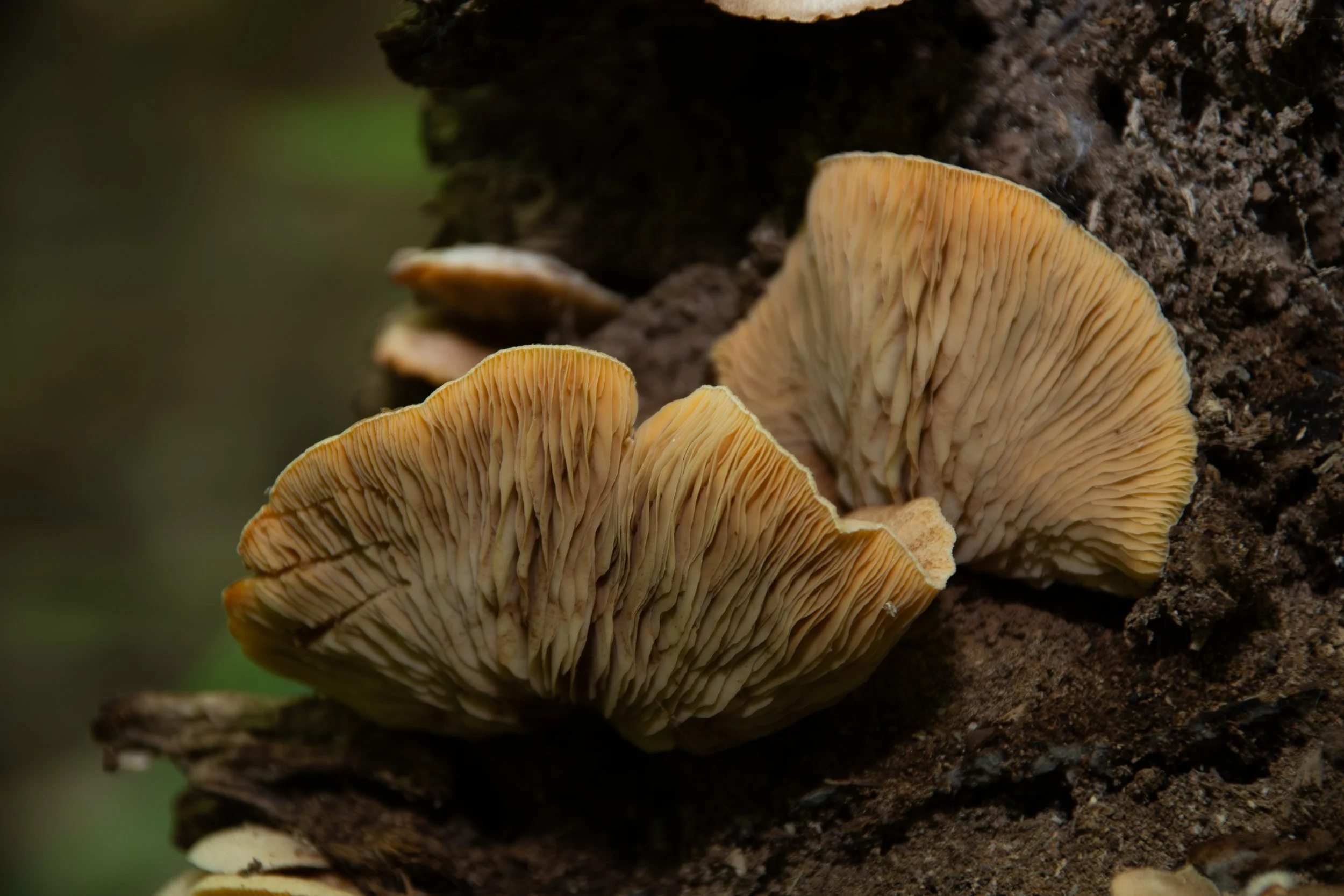 DSC_6754.jpg