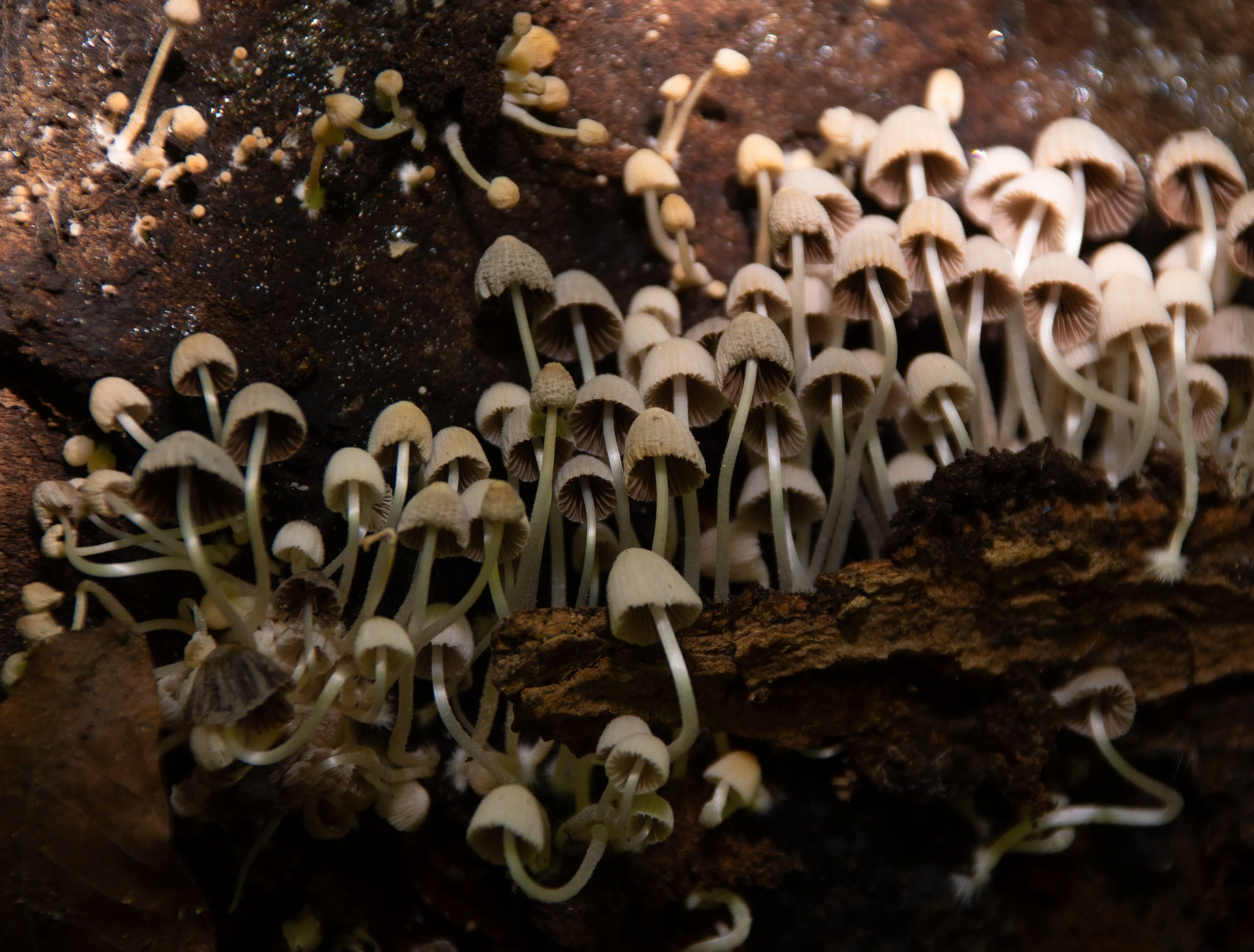 DSC_6686.jpg