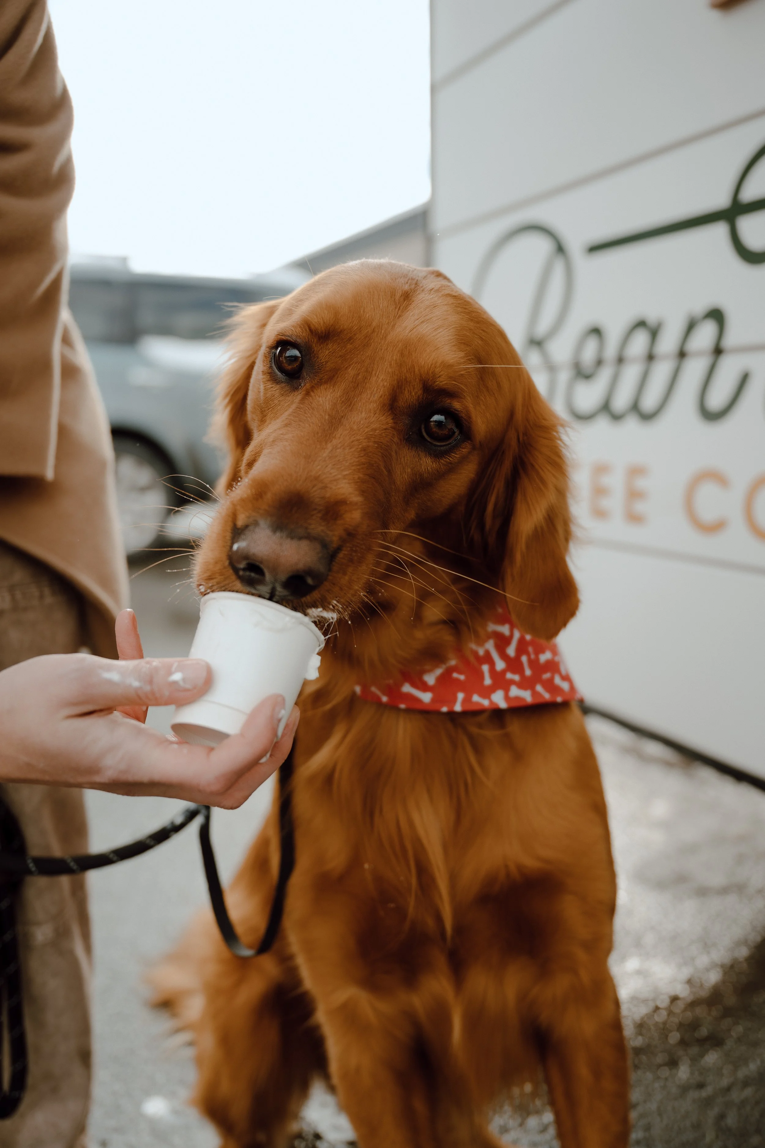 Golden retriever dog licking an ice cream from a small cup held by a person, outside near a building.