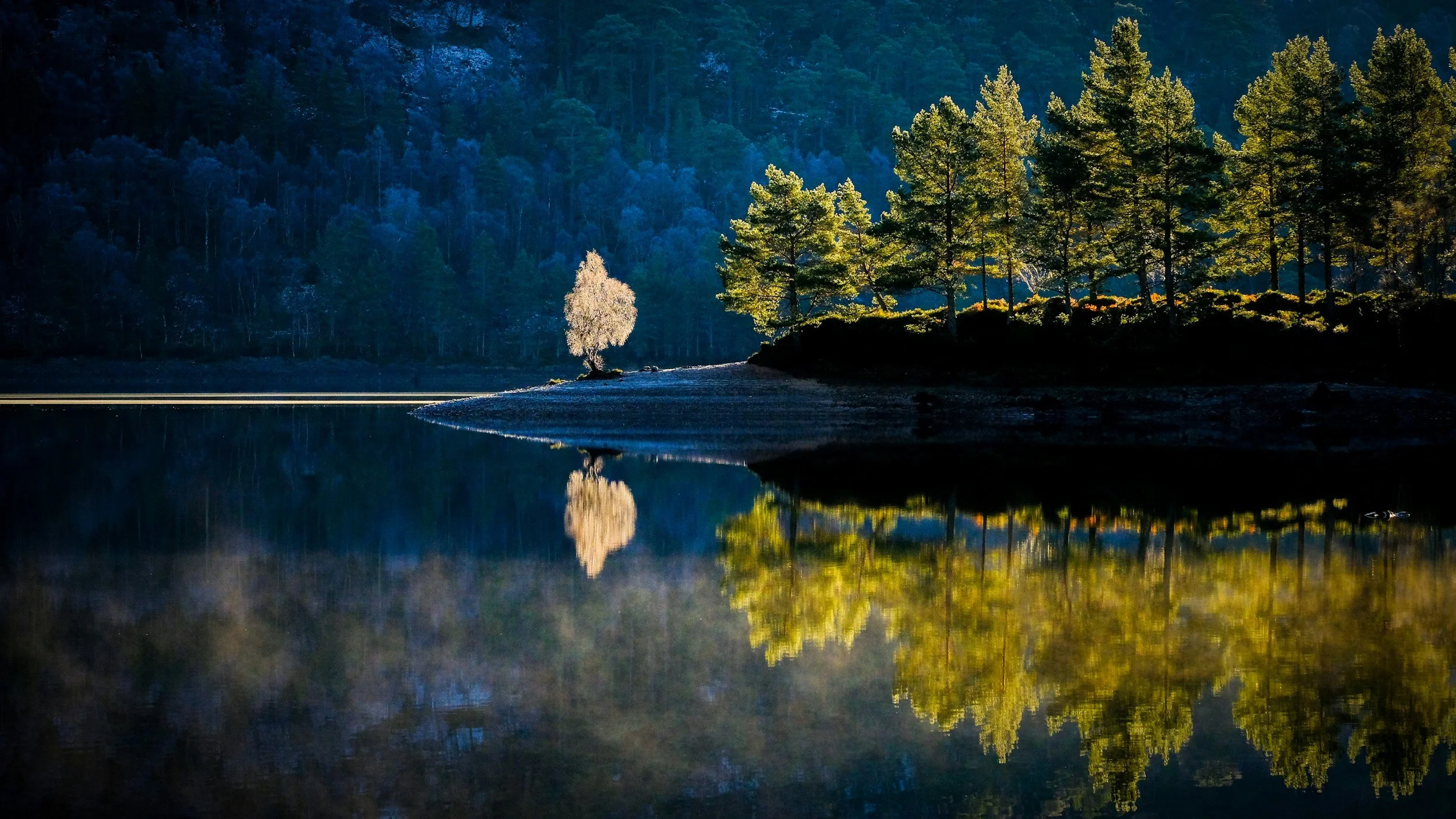 A serene lake surrounded by dense trees, with a single white tree standing on a small island, reflecting on the calm water during daylight.