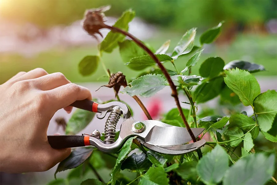 A person pruning a green leafy plant with pruning shears outdoors.
