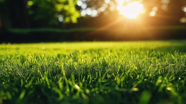 Close-up of green grass with sunlight and trees in the background