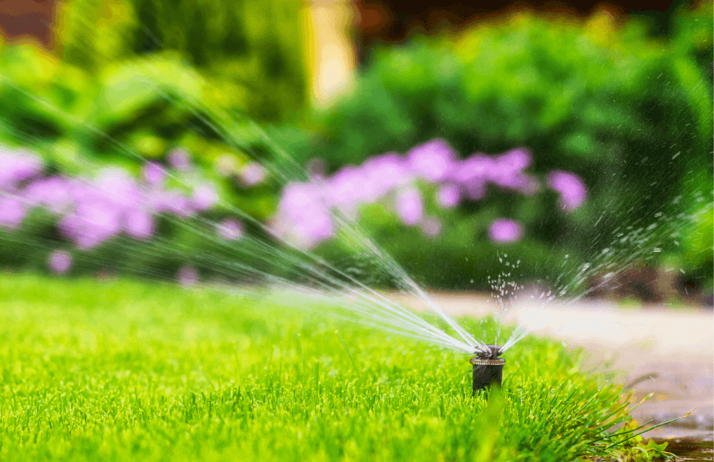 a garden sprinkler watering green grass with purple flowers in the background
