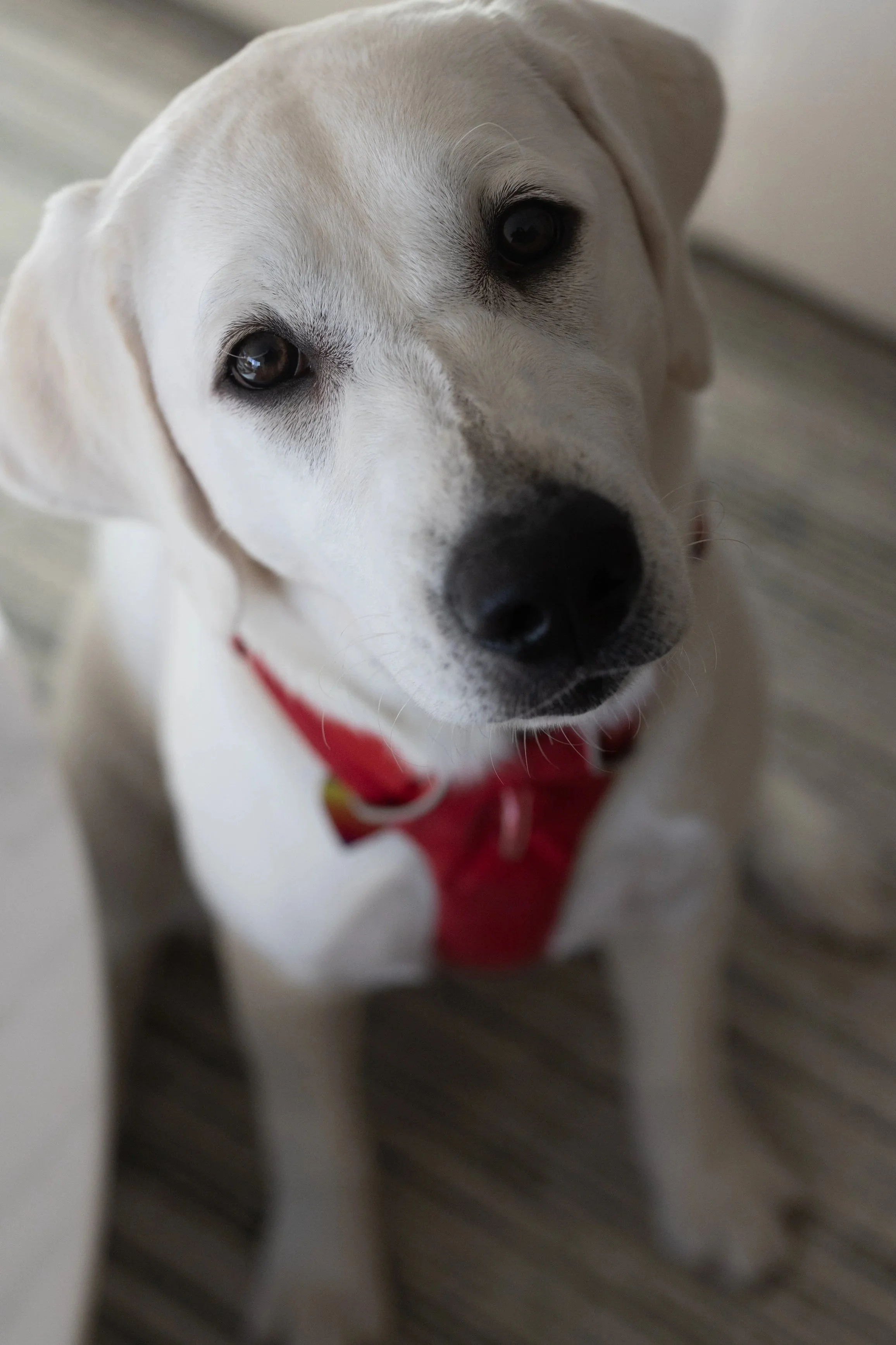Close-up of a white dog with black eyes, wearing a red harness, looking up at the camera, sitting on a wooden floor.