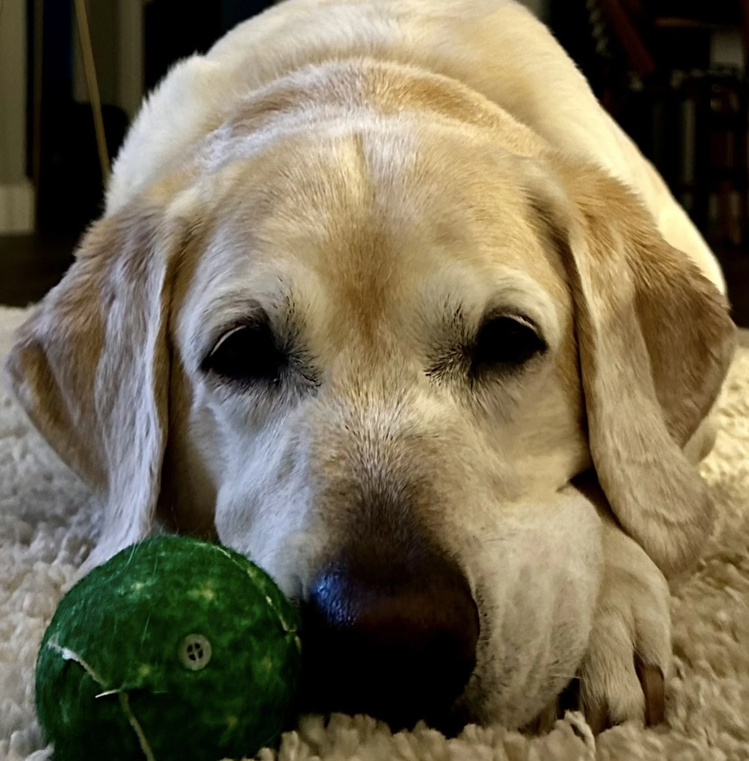 Close-up of a yellow Labrador on a beige carpet with a green ball.