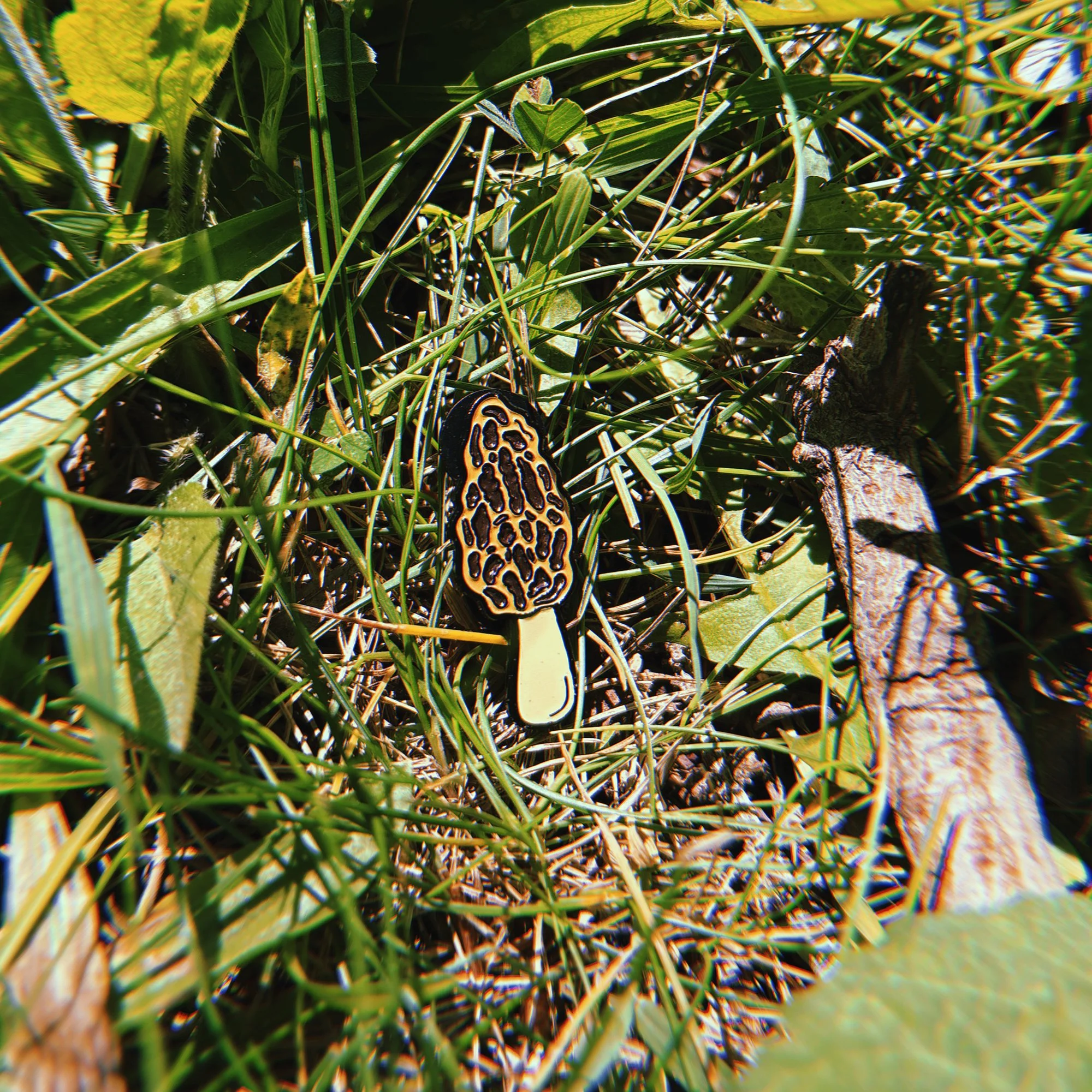 morel pin 4.jpg