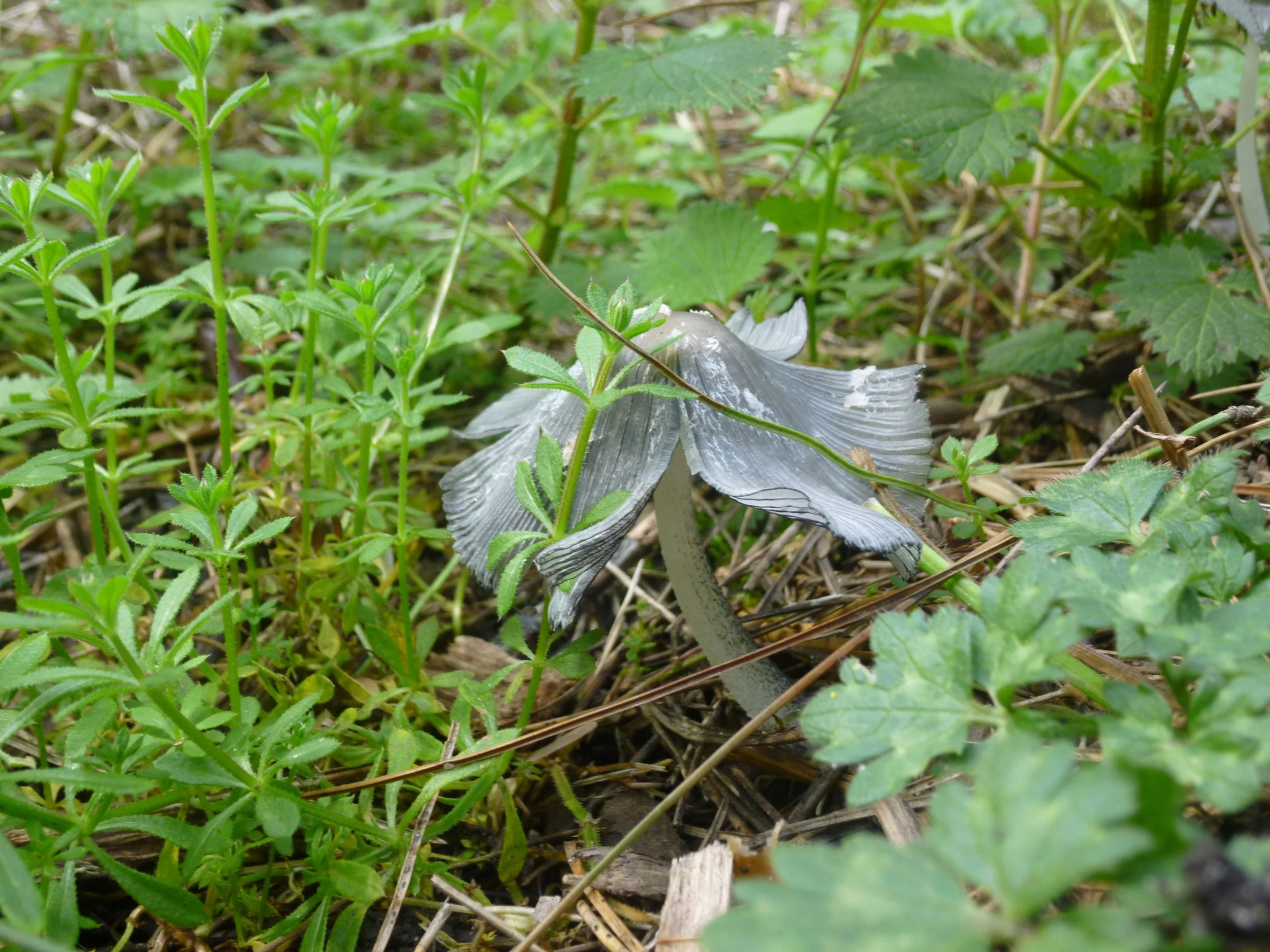 Ghostly toadstool
