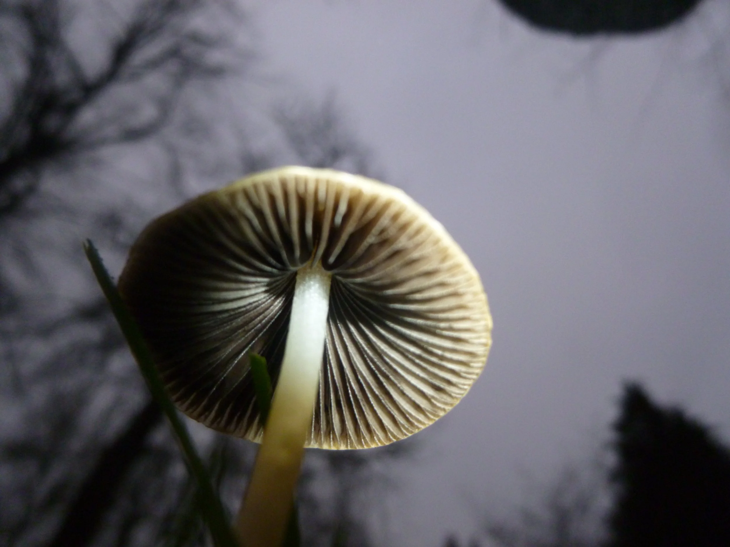 Close-up photograph of a mushroom with visible gills, taken from below with a blurred background of trees and grey sky.