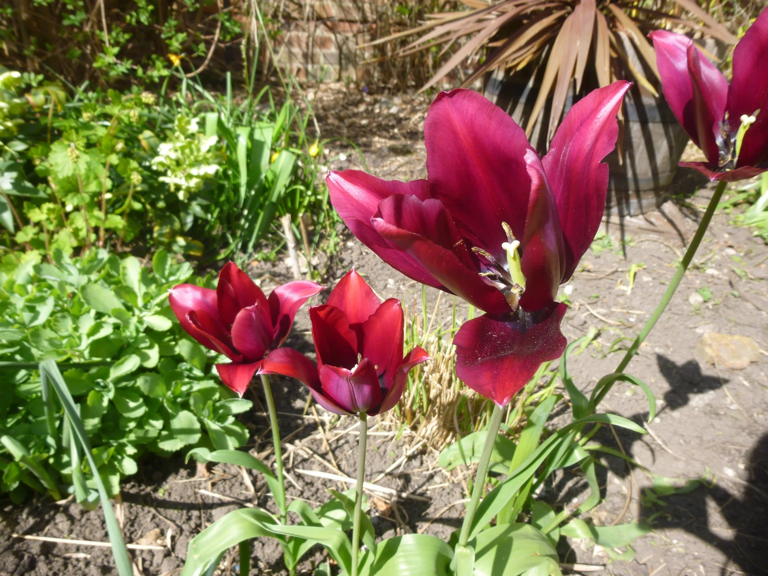 Burgundy dark poppies
