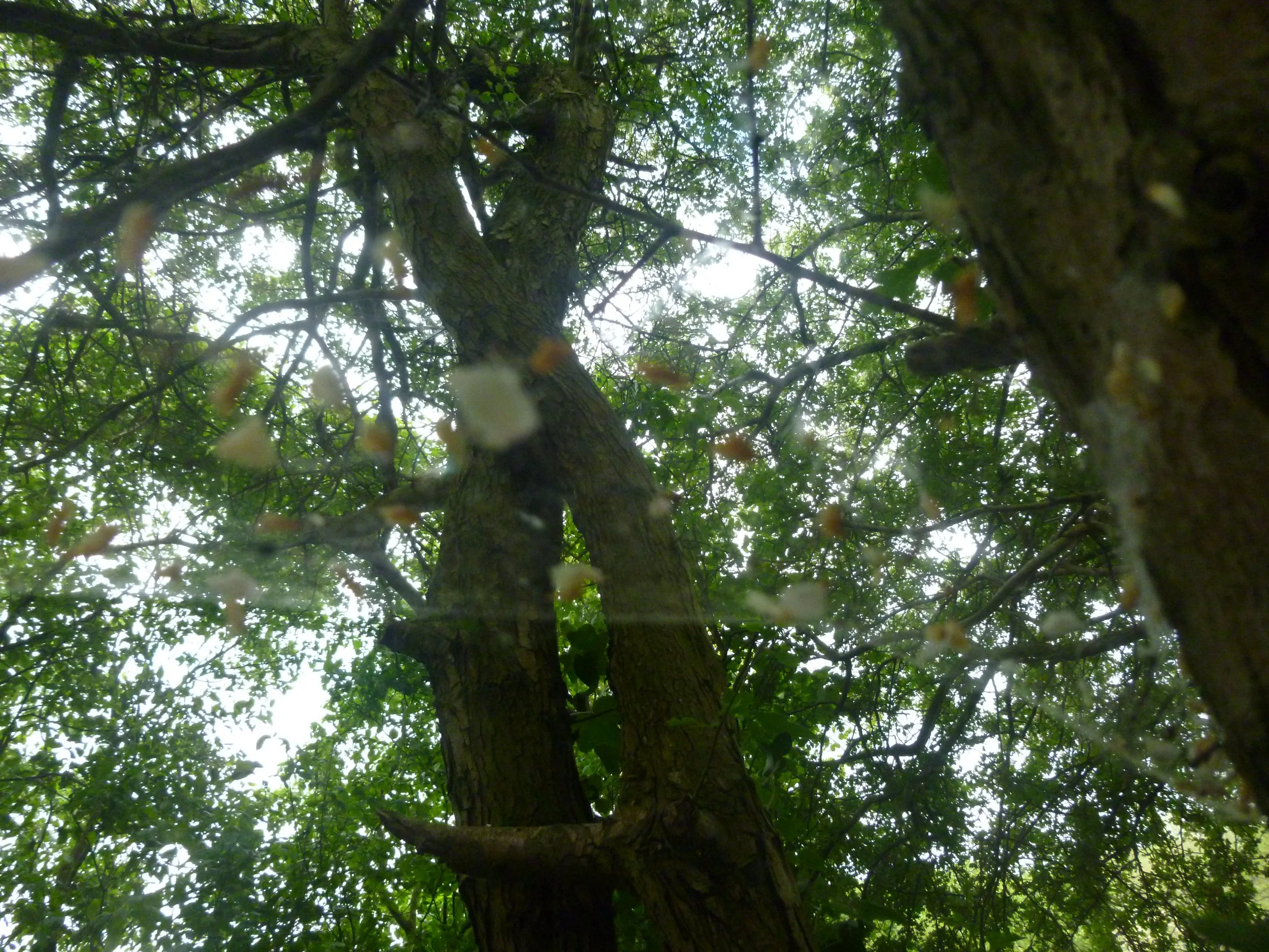cobweb bough