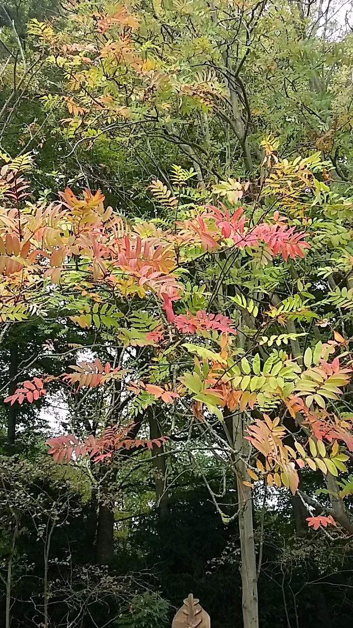 A tree with leaves changing colours to red, pink, orange, and green, indicating autumn.
