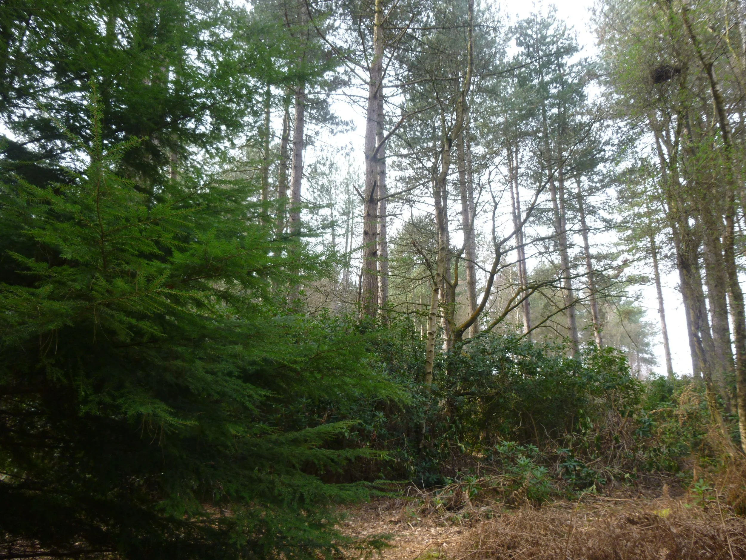 A dense Nottinghamshire forest with tall trees, green foliage, and some underbrush, under an overcast sky.