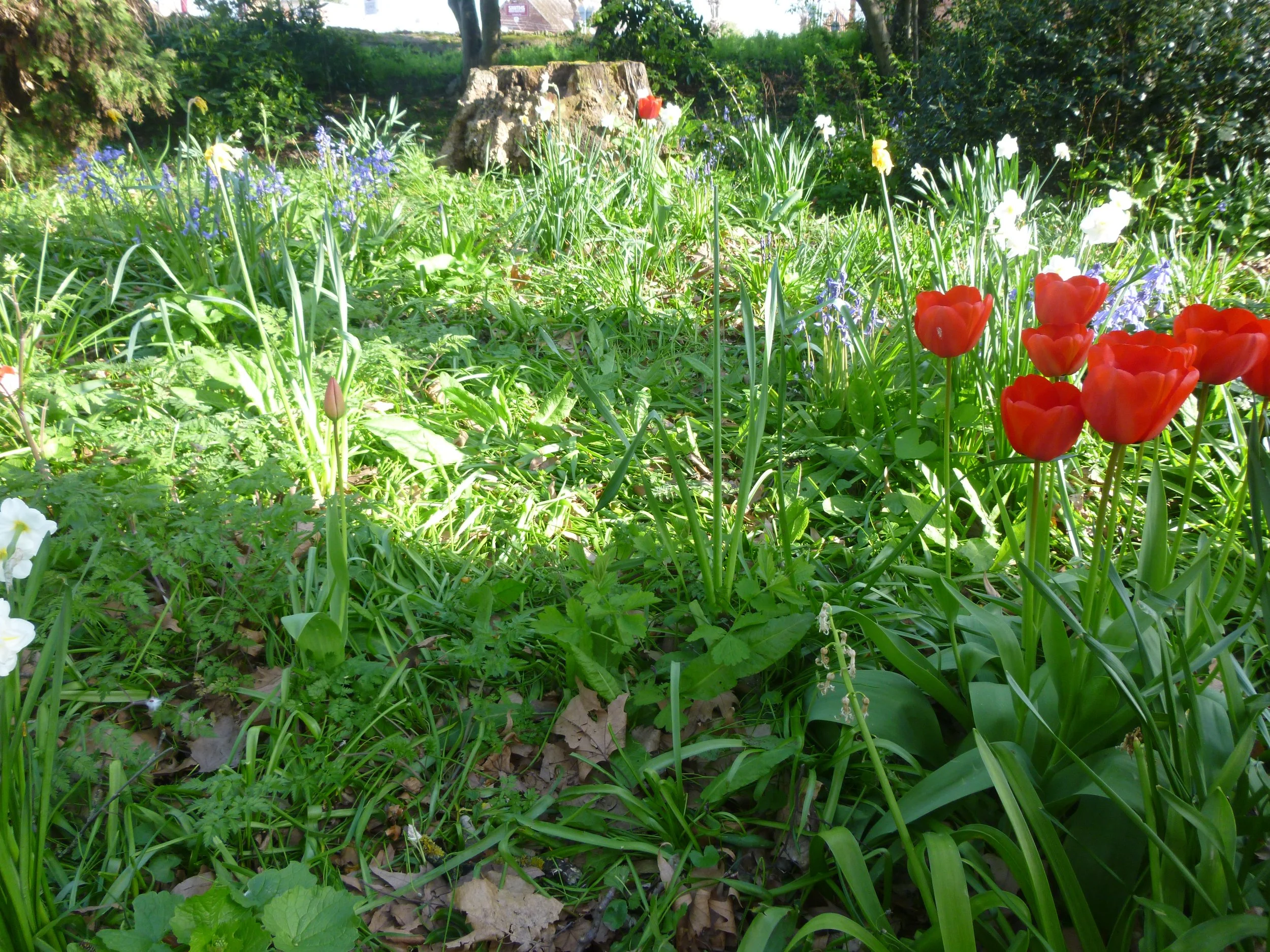 Wild garden