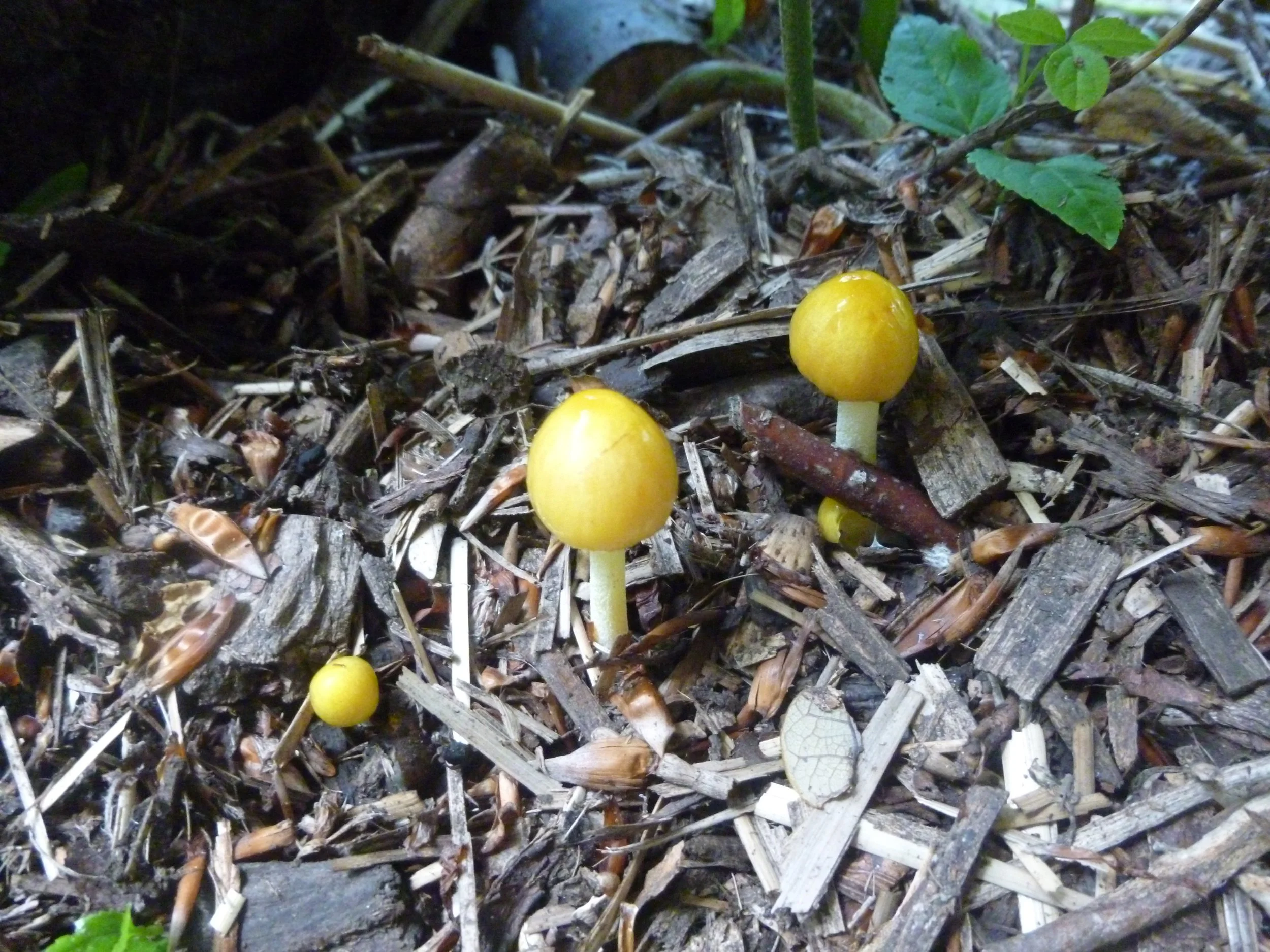 shrooms of Lincolnshire