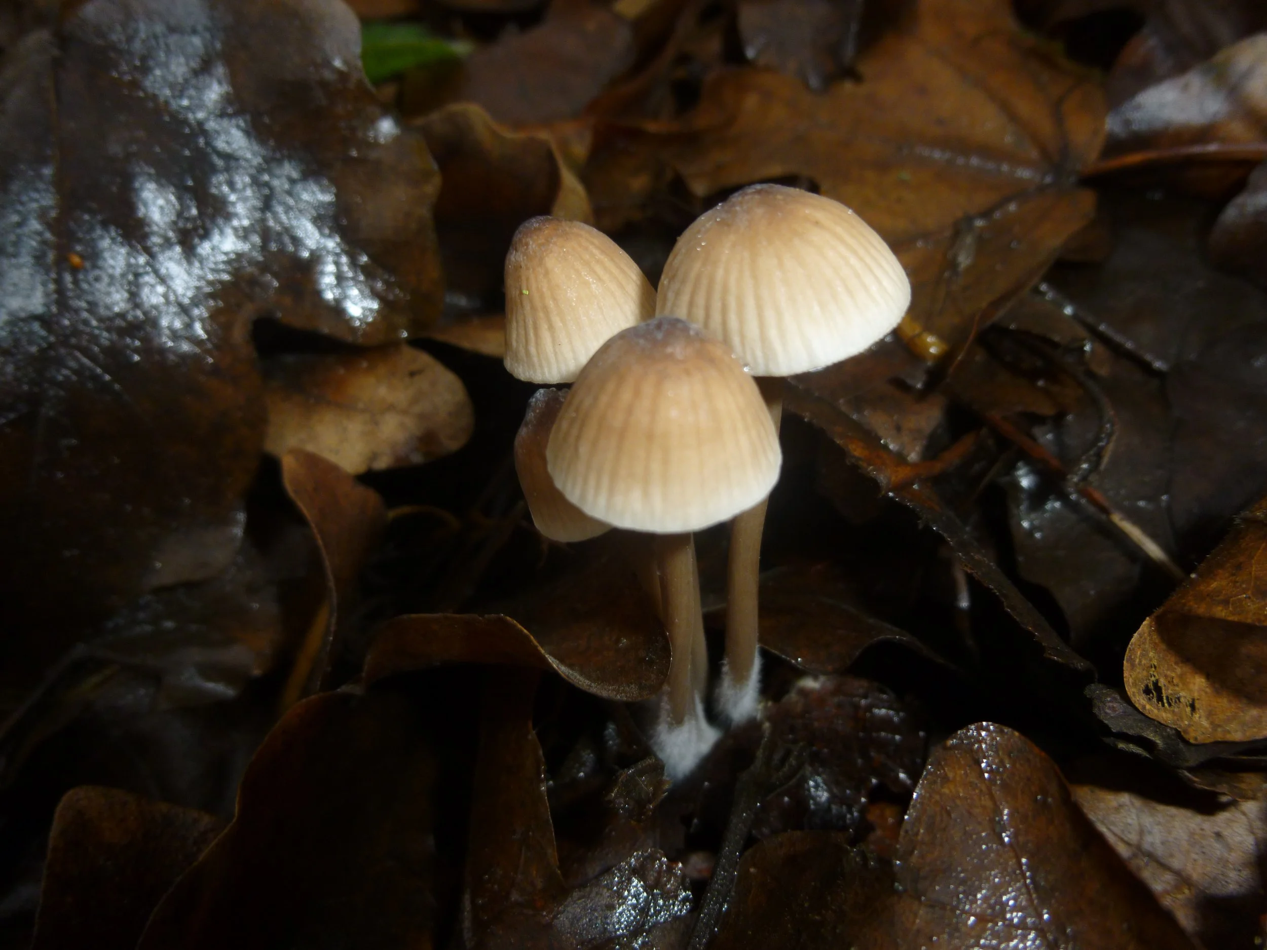 Three small real mushrooms toadstools growing among wet brown fallen leaves on forest floor.