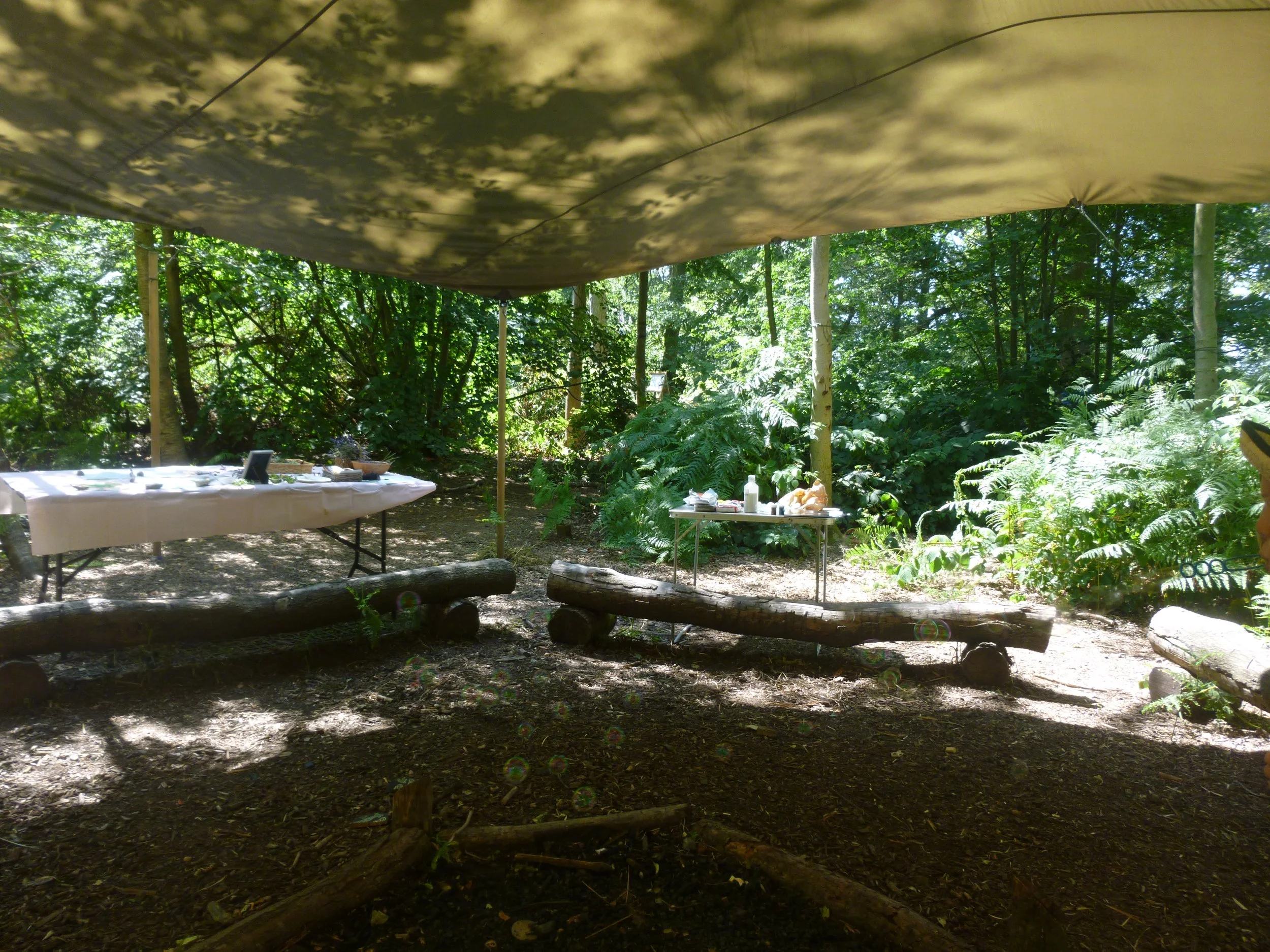 Dappled canopy