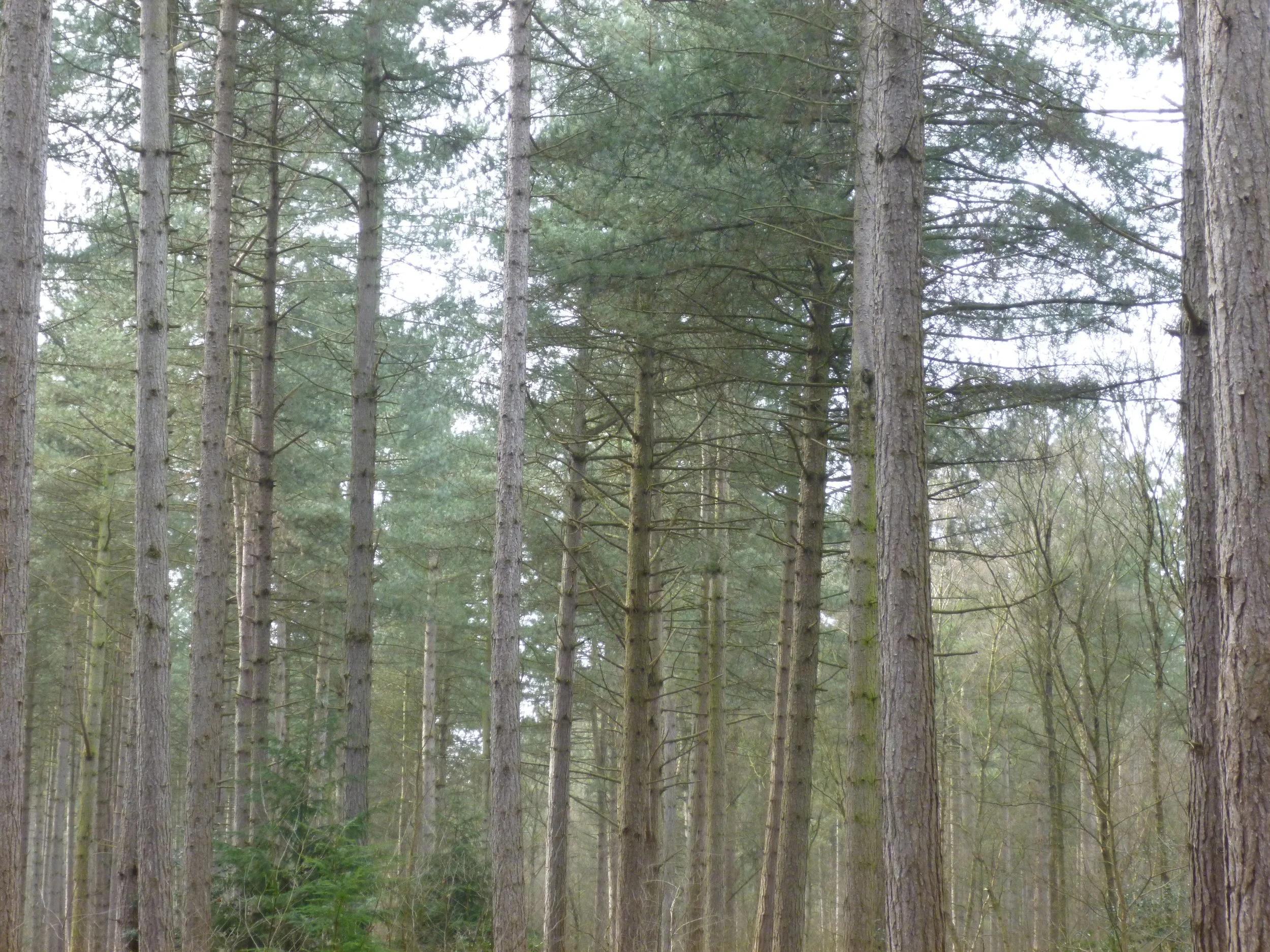 Tall pine trees in a Nottinghamshire East Midlands dense forest with green foliage and a cloudy sky.