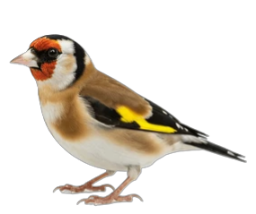 A colourful goldfinch bird fantasy image with a distinctive black, white, orange, and yellow pattern on its feathers.