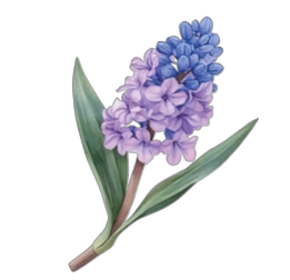 A cluster of purple and blue delphinium hyacinth flowers with green leaves.
