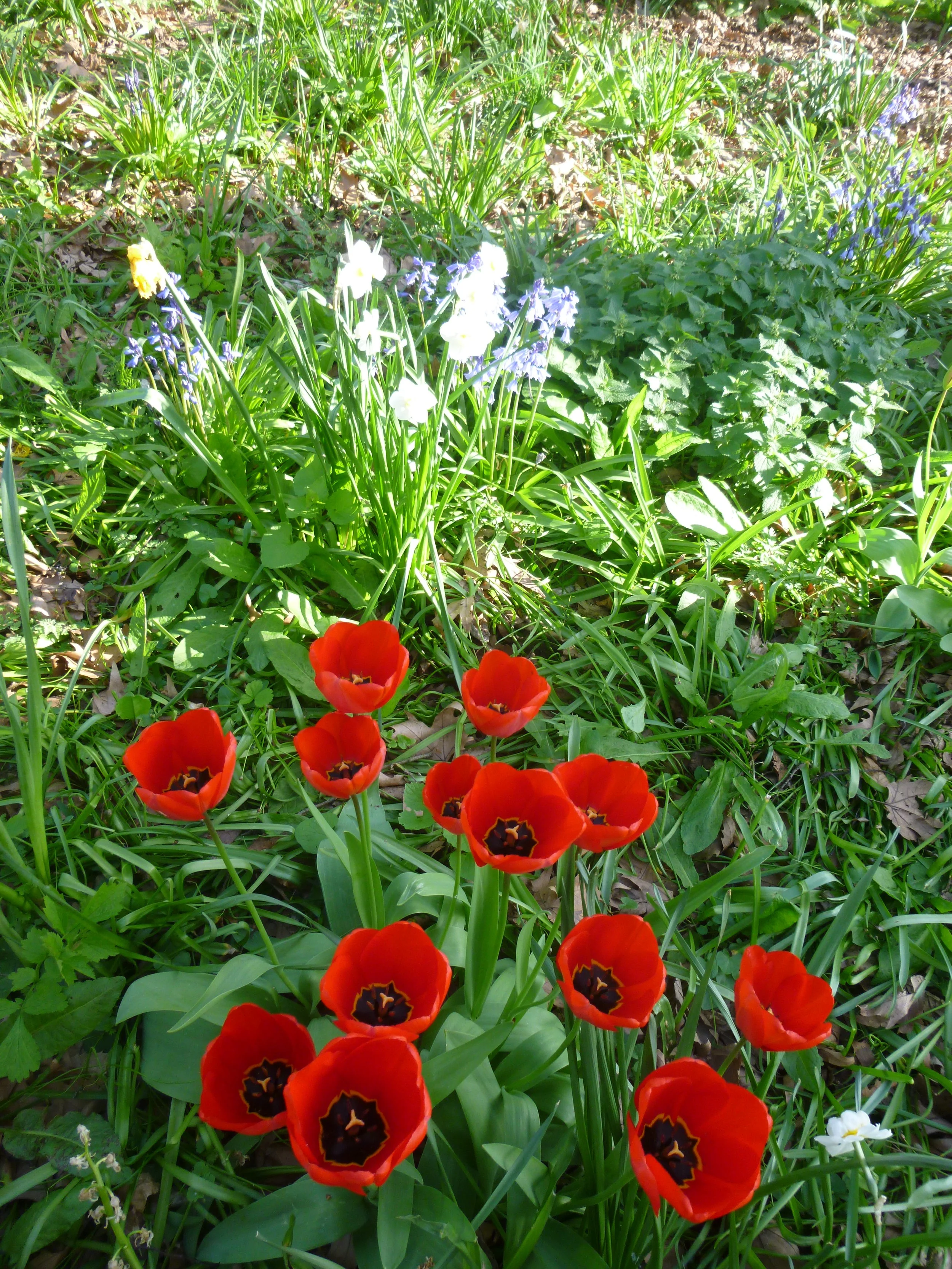Poppy nature garden