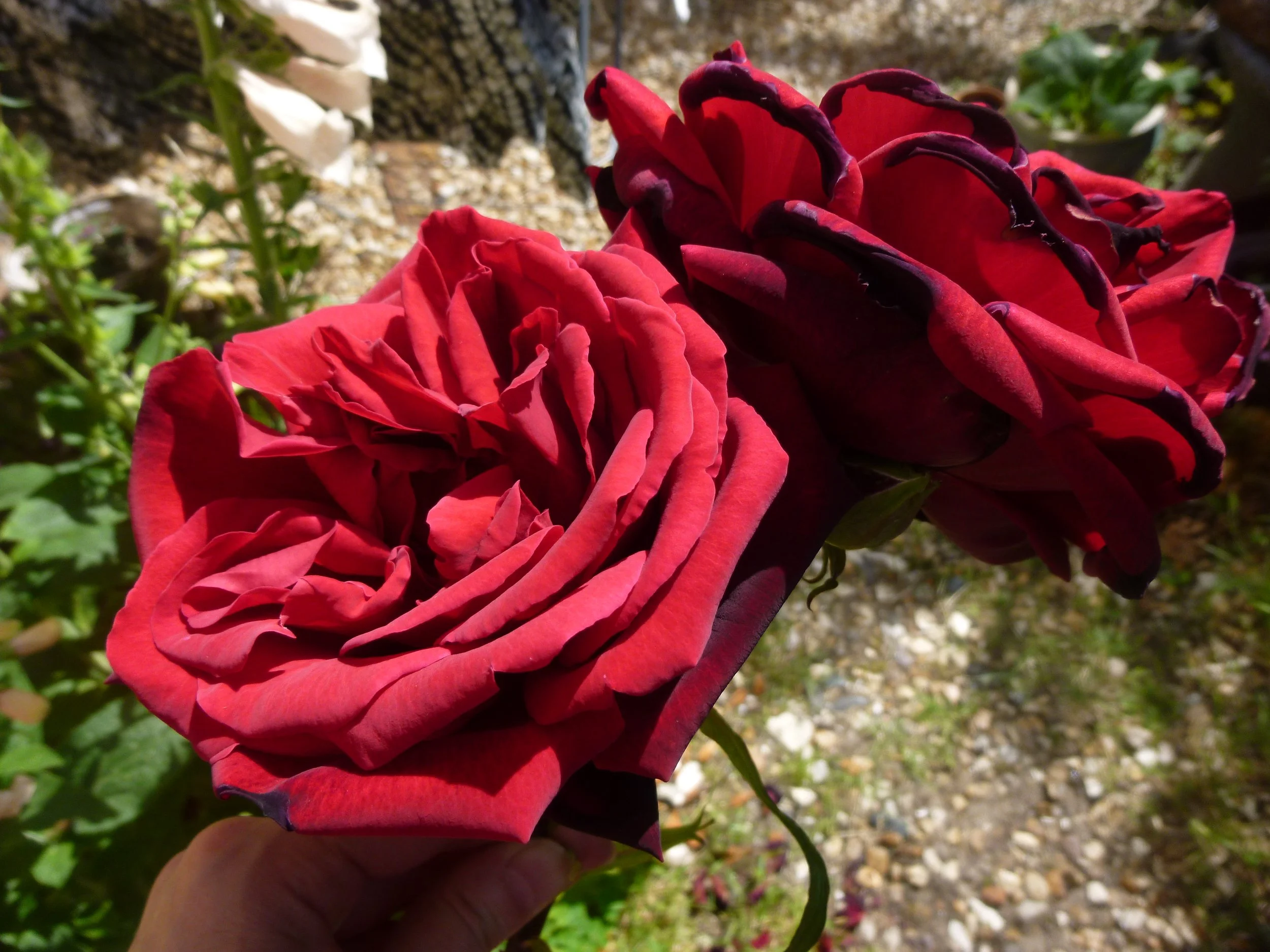 home grown roses