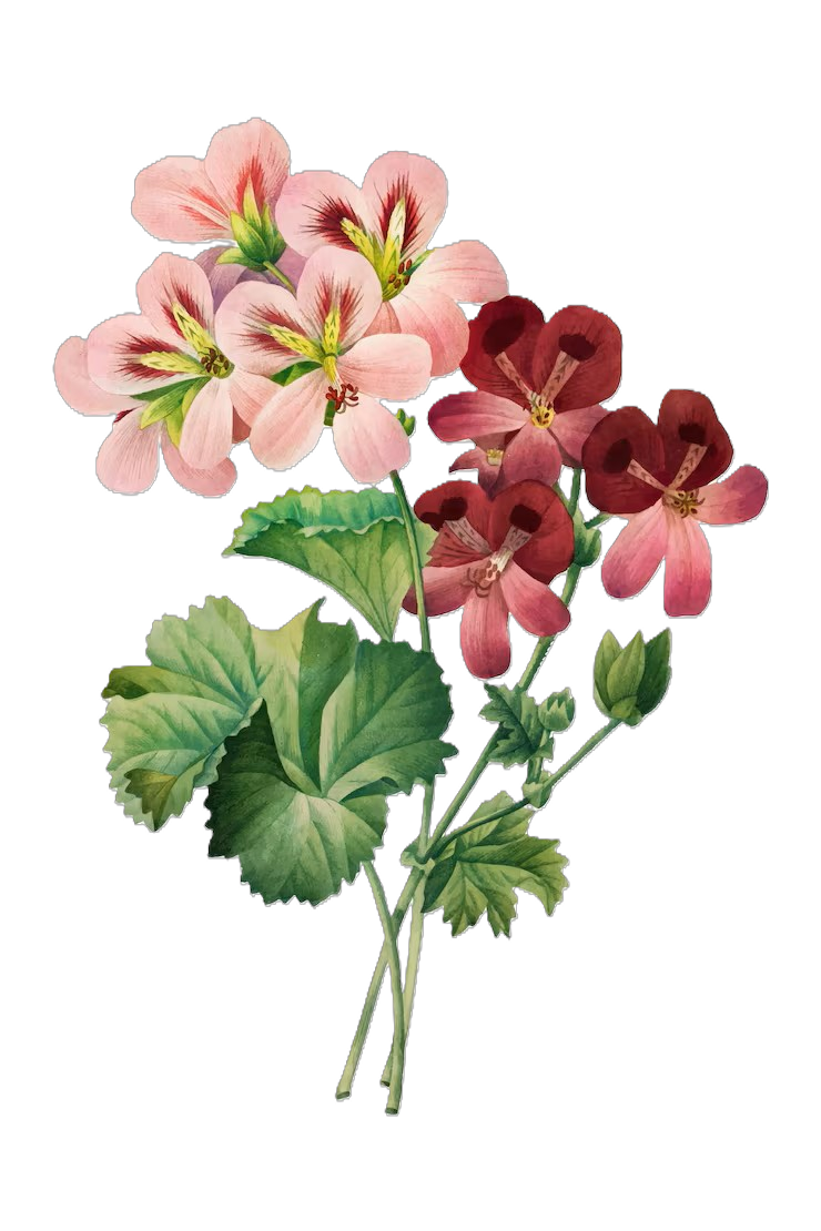 A botanical illustration of a geranium flower with pink and red blooms, green leaves and stems.