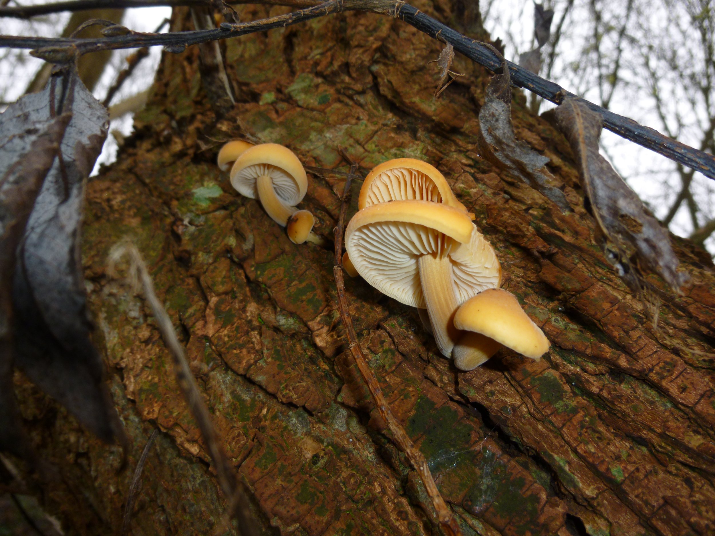 Tree hugging shrooms