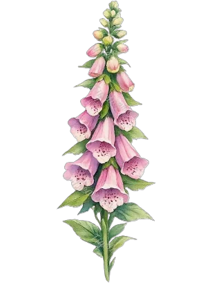 A tall pink and purple foxglove flower with green leaves and bells