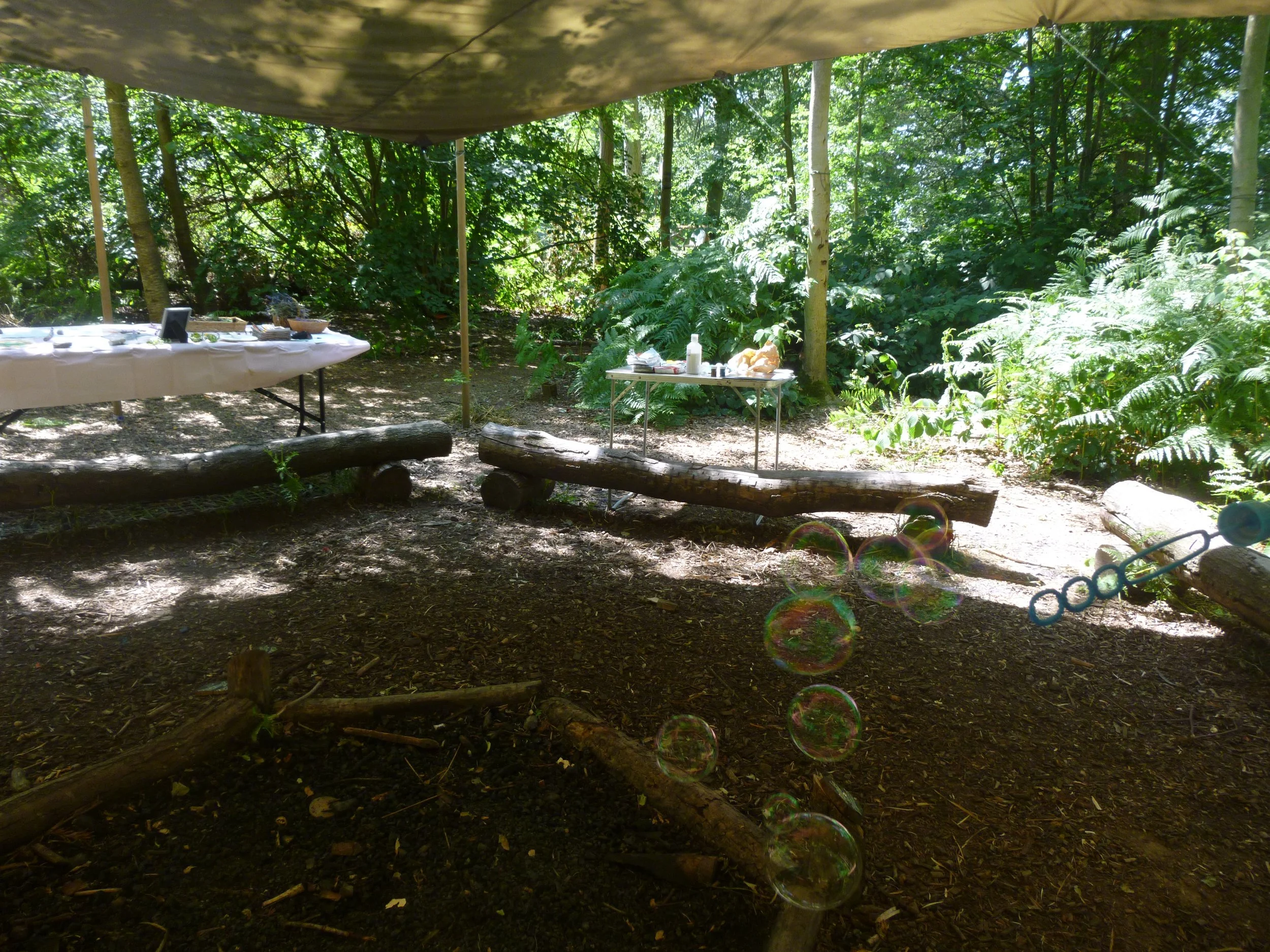 forest bubbles