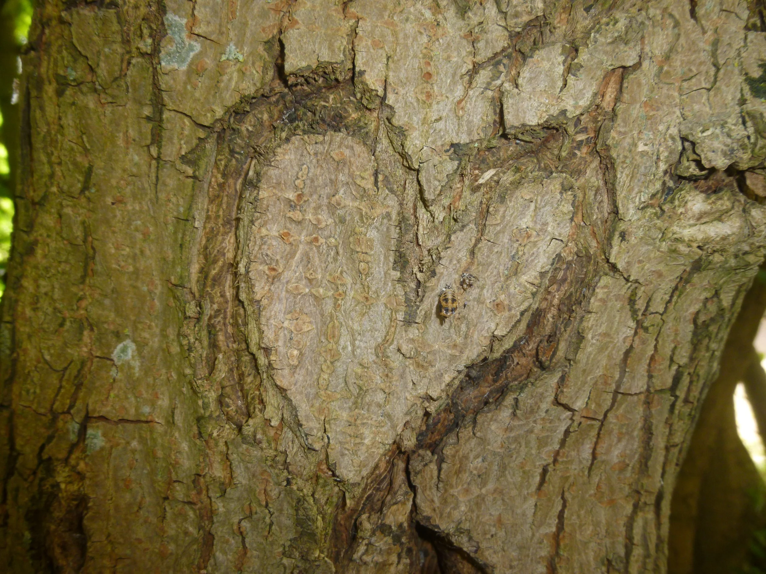 discovery of heart
