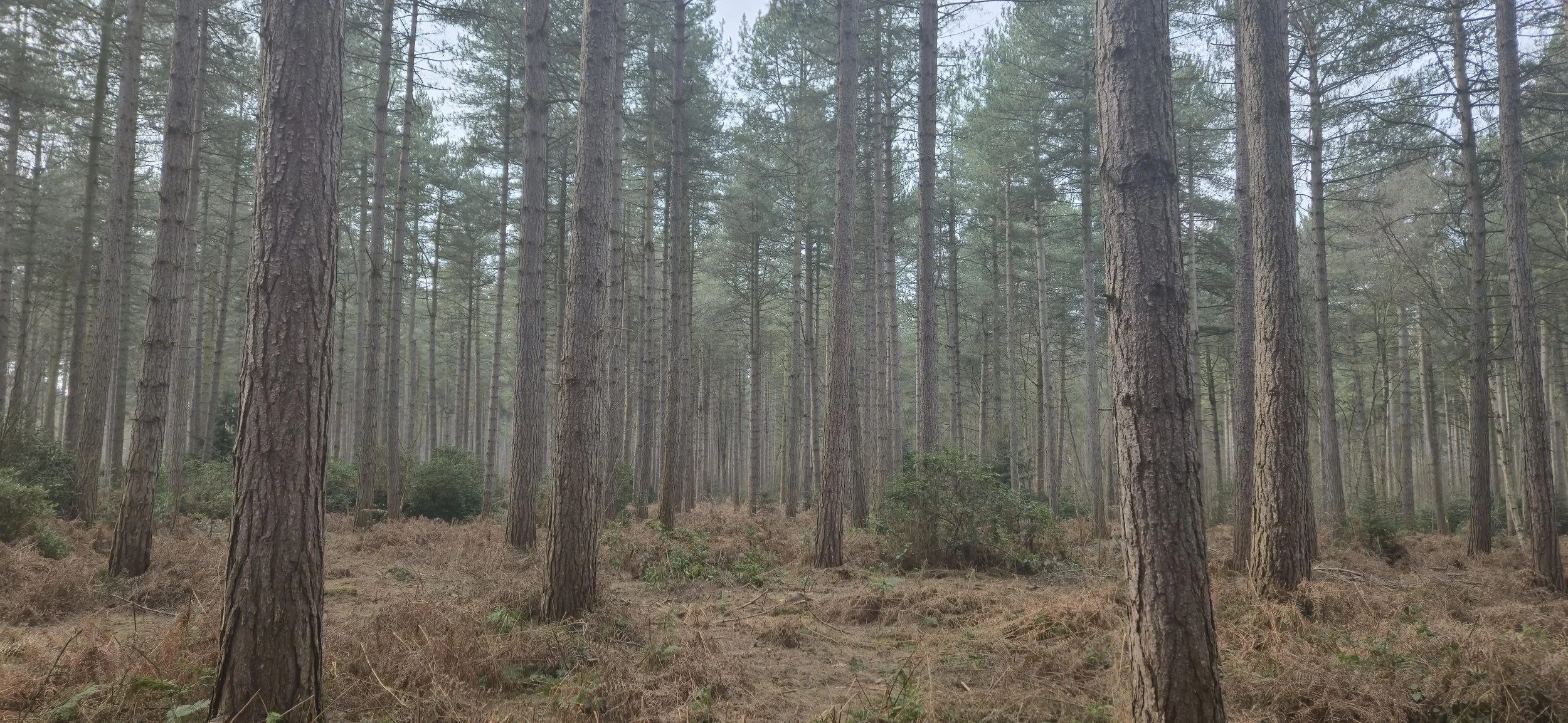 A dense east Midlands Notts Lincs forest with tall, straight pine trees and a brown forest floor covered in pine needles and low shrubs.