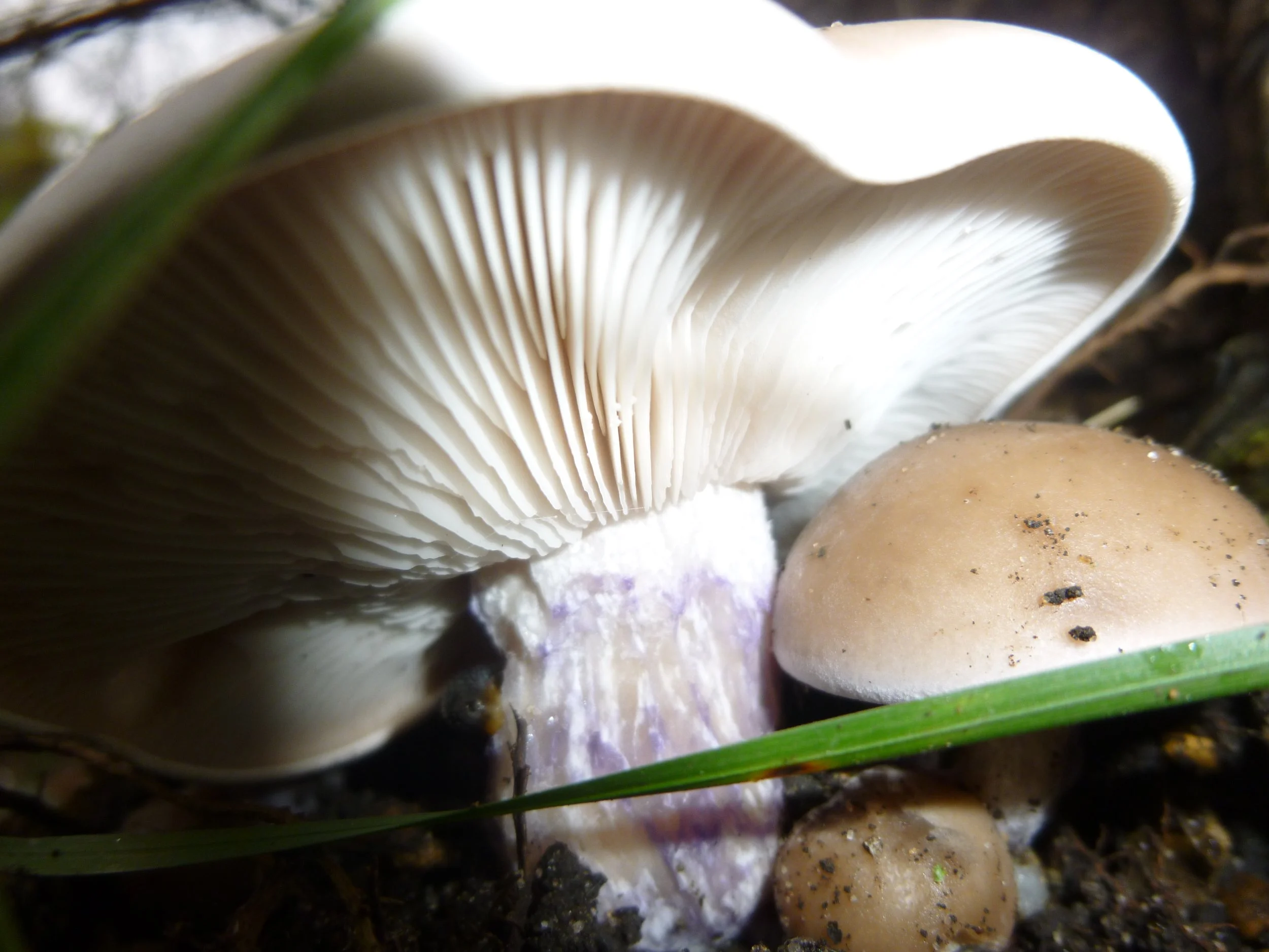 Underneath view of toadstool in ambient twilight