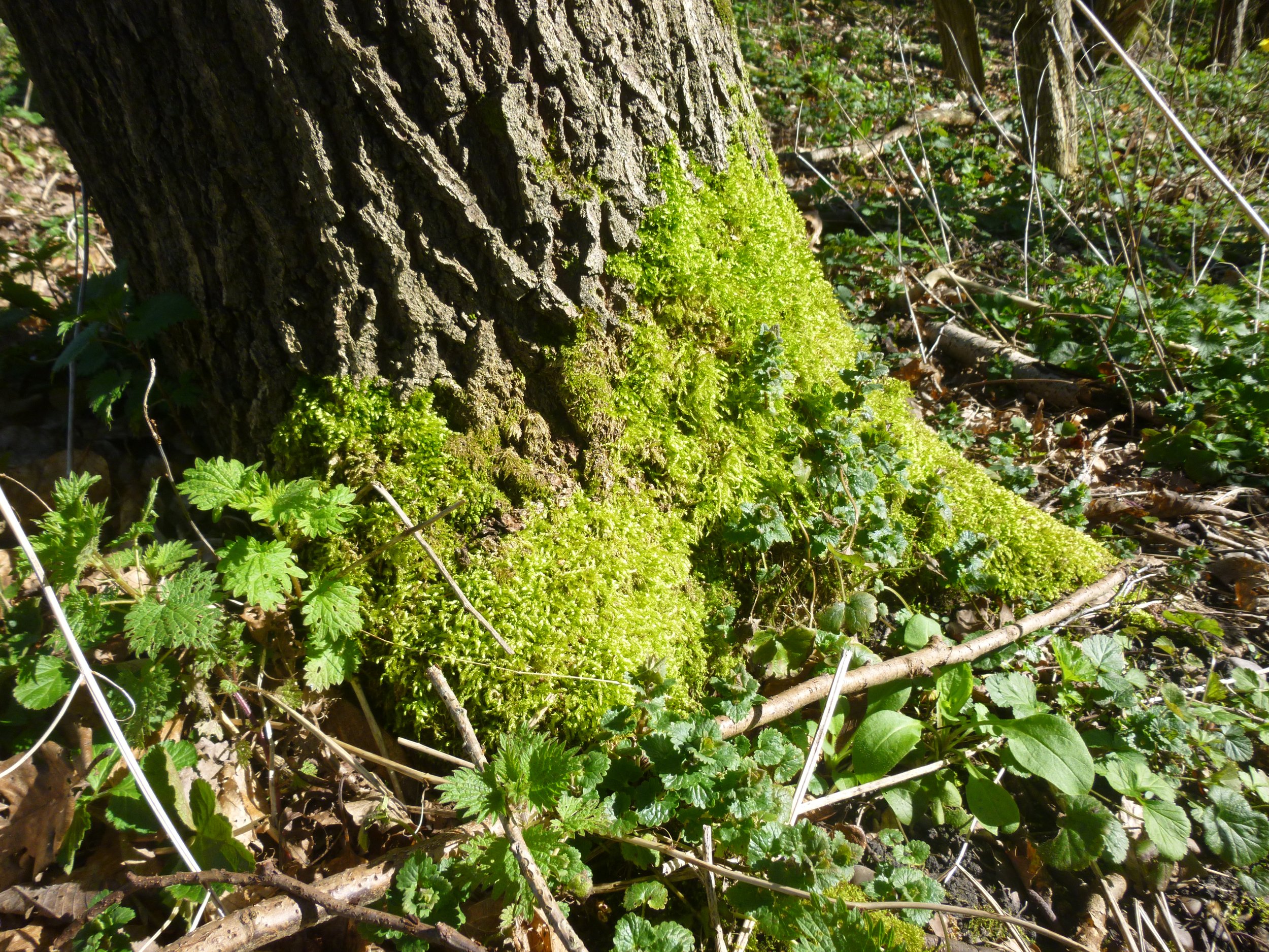mossy surround