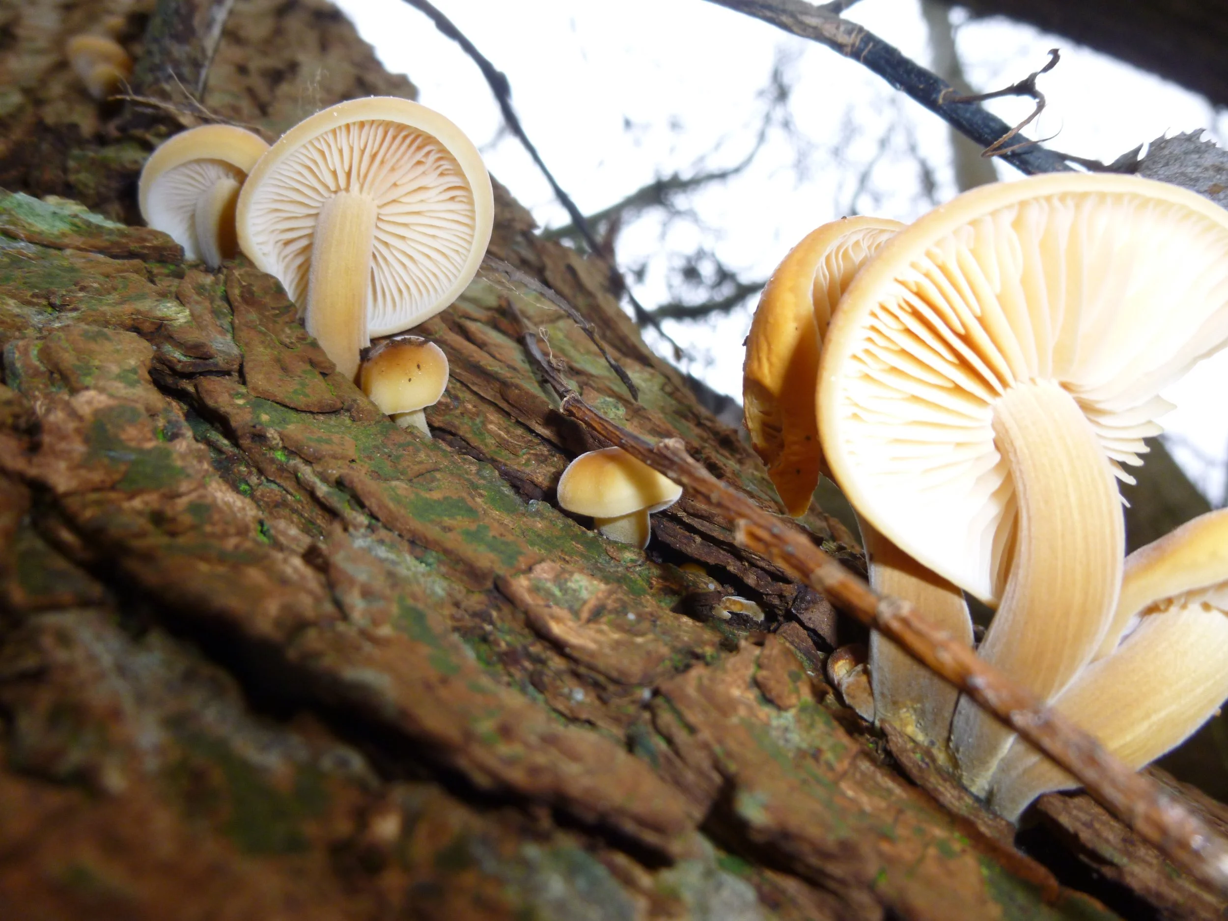 Underneath view of mushrooms toadstools tree