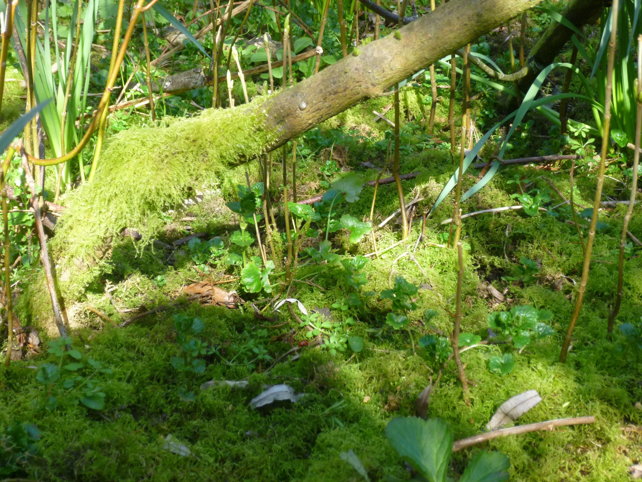 Close-up of a forest floor covered with green moss, small plants, and fallen leaves, with a fallen tree branch resting on the moss.