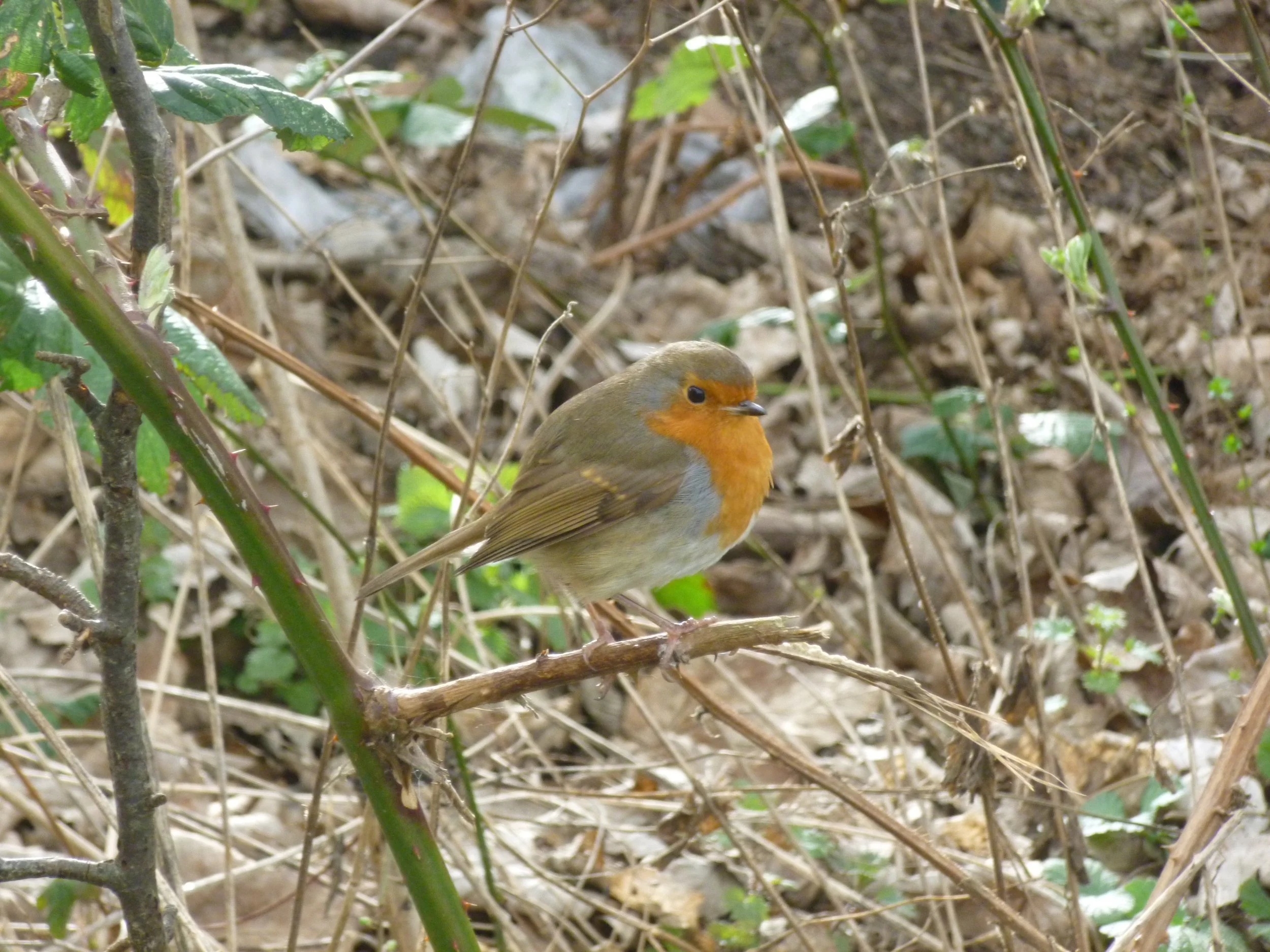 A small real robin bird with an orange red chest and face, olive-green back, perched on a thin branch amidst dry leaves and green vegetation.