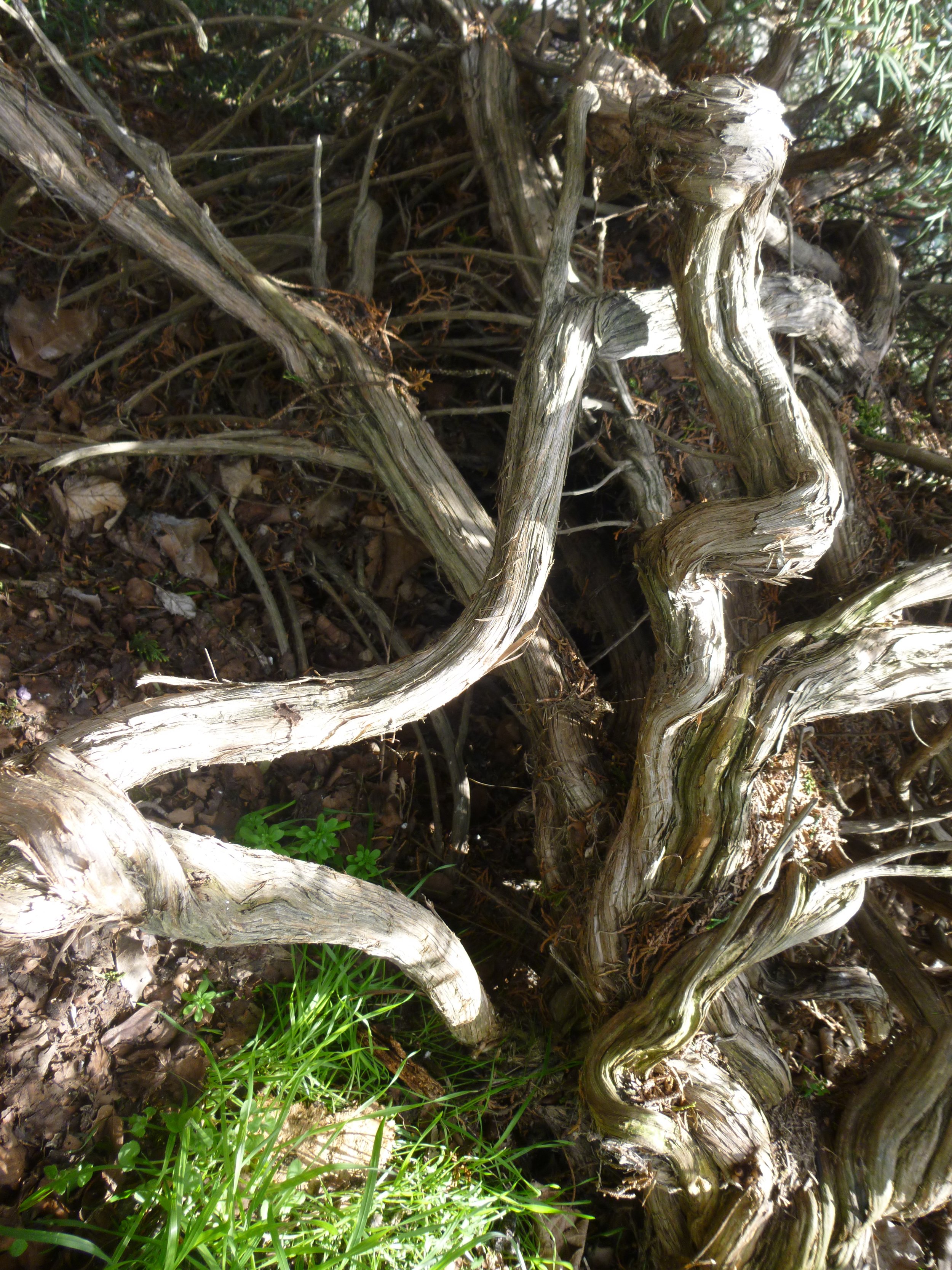 Close-up real photograph of twisted, weathered tree roots or branches on the forest floor, with some green plants nearby.