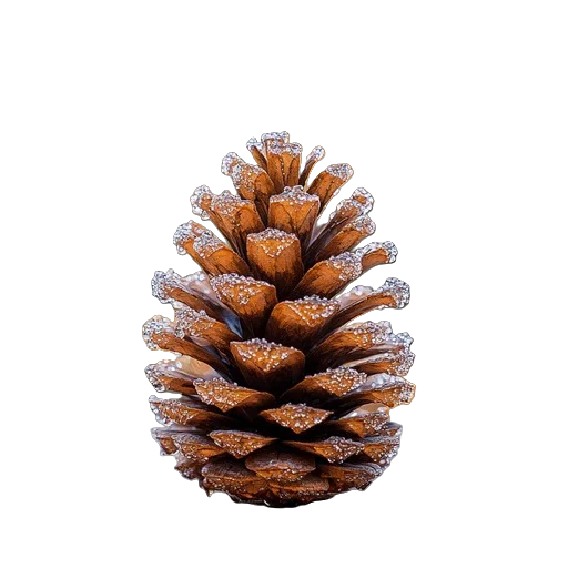 Close-up of a pine cone with a few sparkling decorations or crystals on its scales.