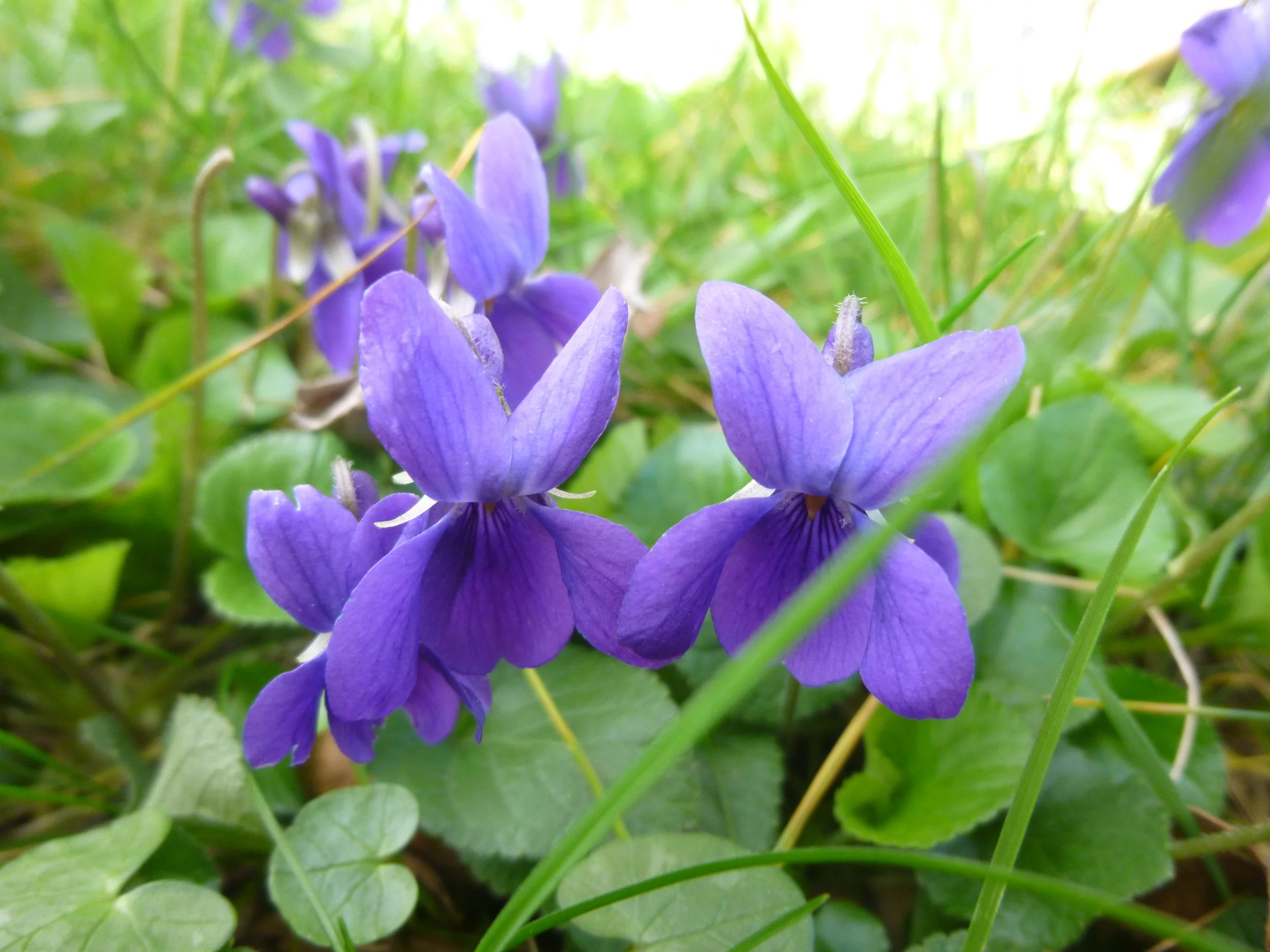 Close-up photograph of real purple violets growing among green leaves and grass.
