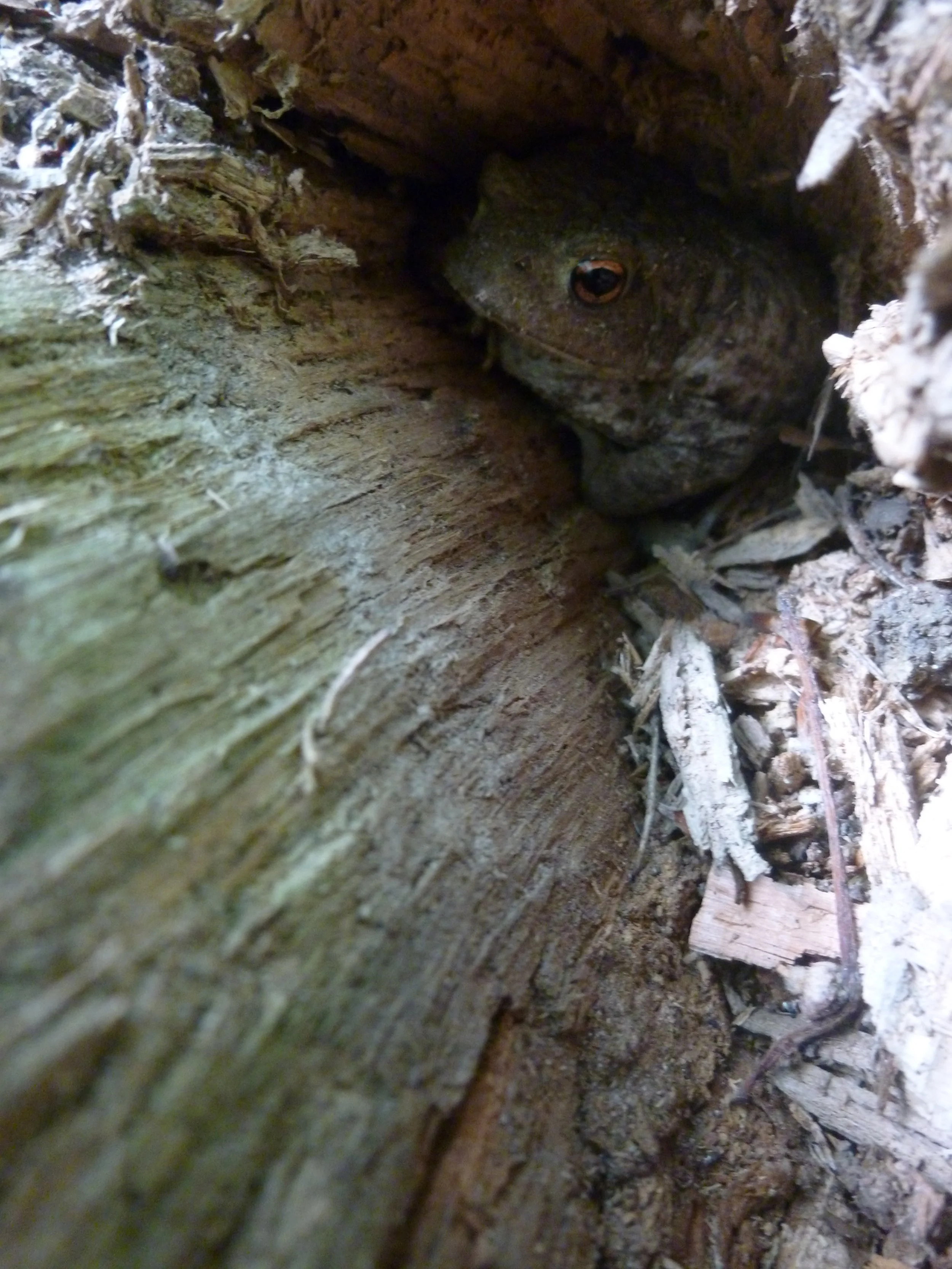 amphibian friend, the frog in a log