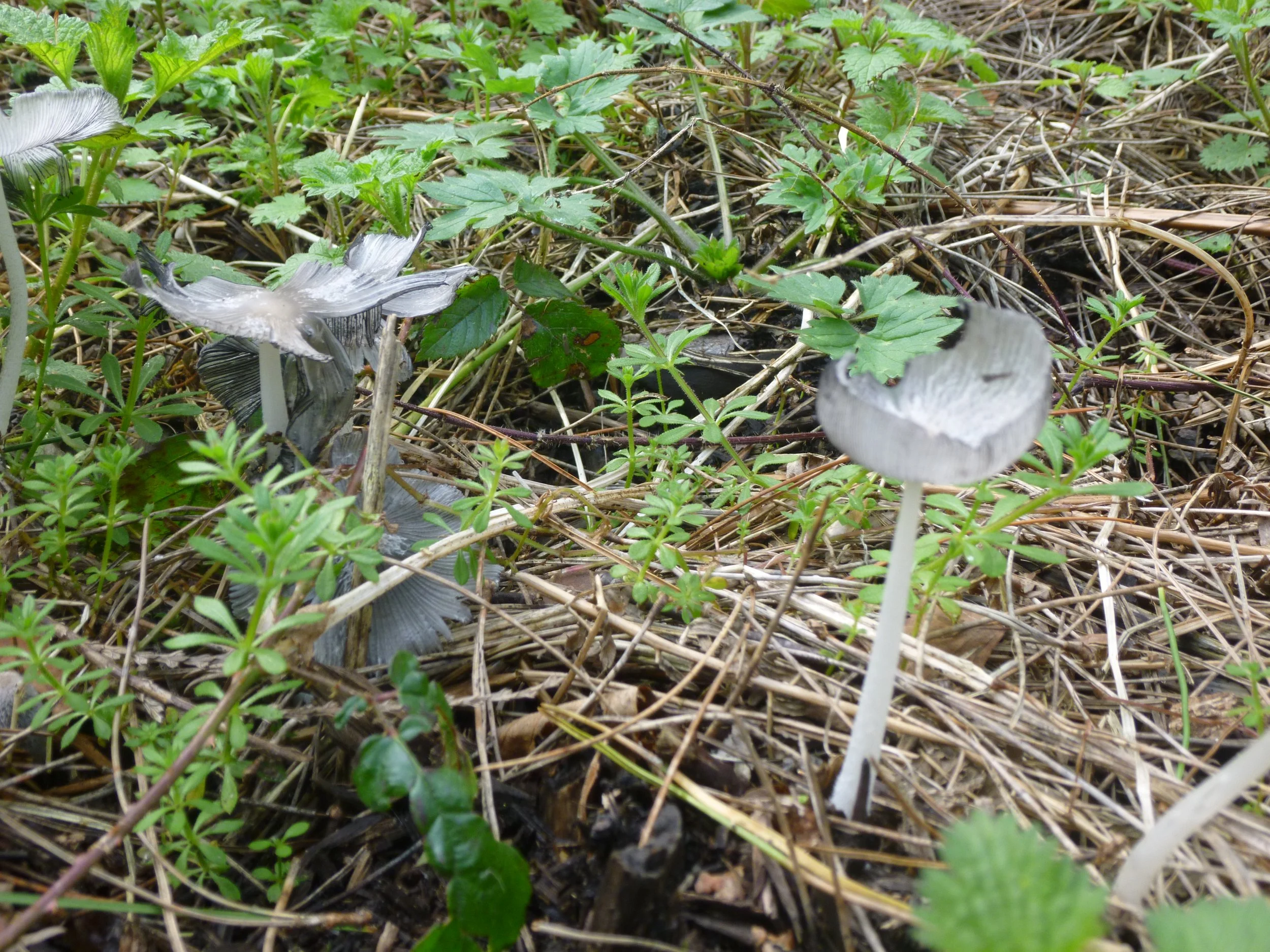 Grey ink cap mushrooms growing among green plants and dried grass on the forest floor.