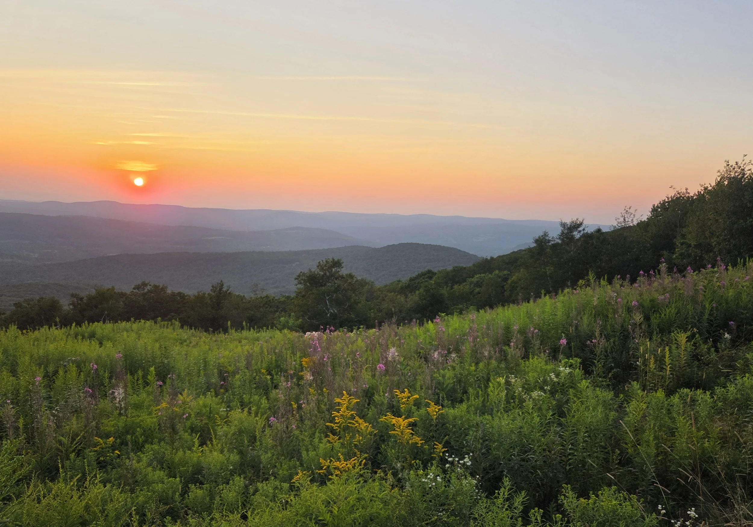 Sunset over rolling hills with a meadow of tall green grasses and wildflowers in the foreground.