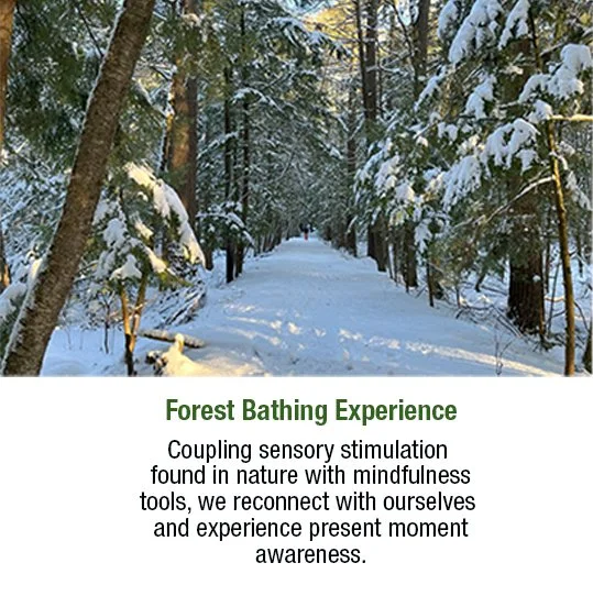 Snow-covered forest path with tall trees and sunlight filtering through