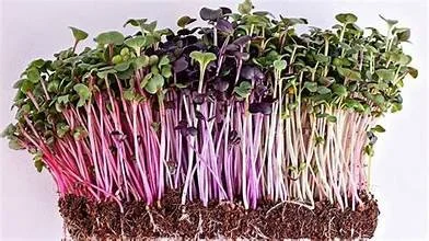 rainbow radish blend.jpeg