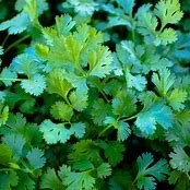 cilantro.jpeg