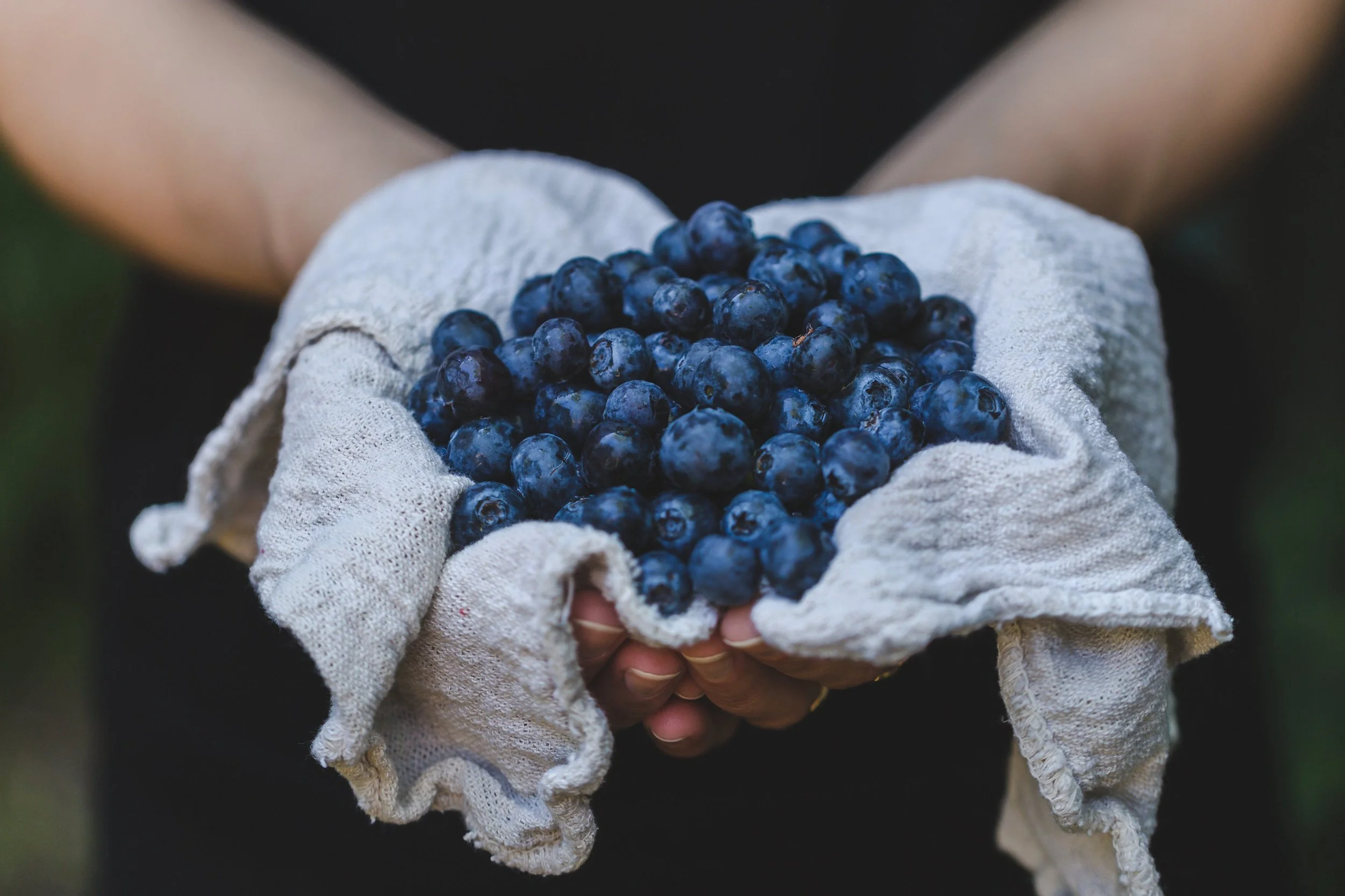 opens hands holding a white cloth filled with fresh-picked blueberries